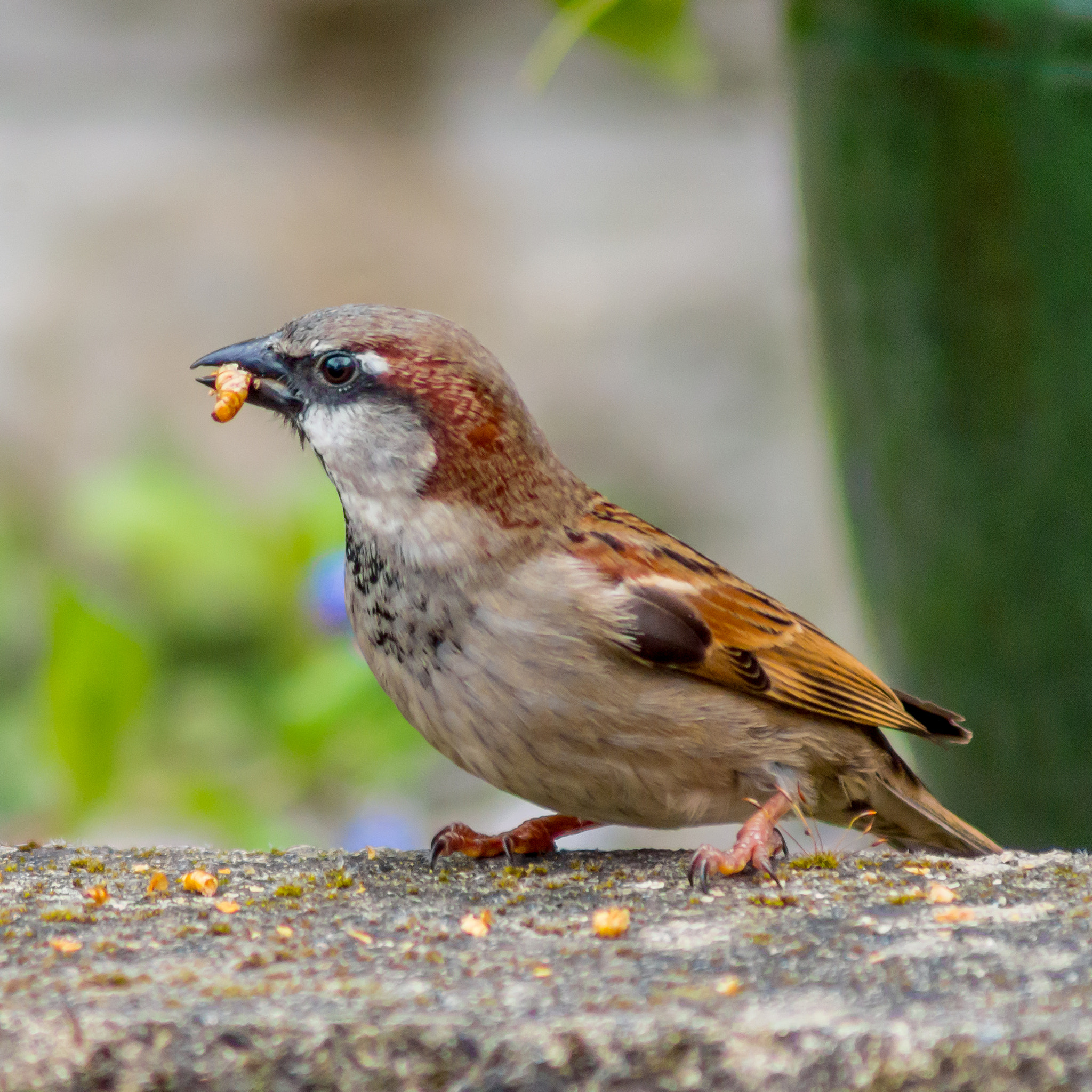 Pentax K-30 sample photo. Sparrow feeding time #1 photography