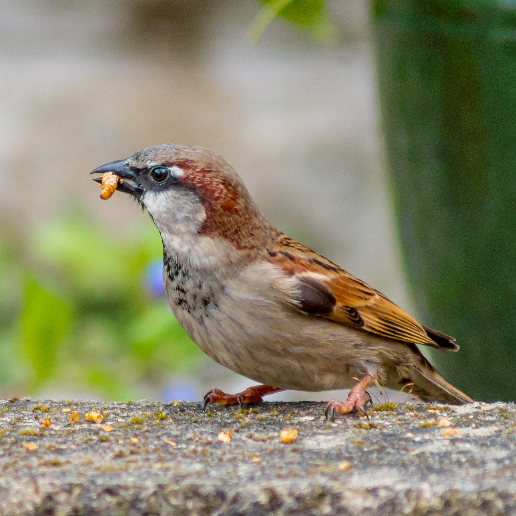 Tamron AF 70-300mm F4-5.6 Di LD Macro sample photo. Sparrow feeding time #1 photography