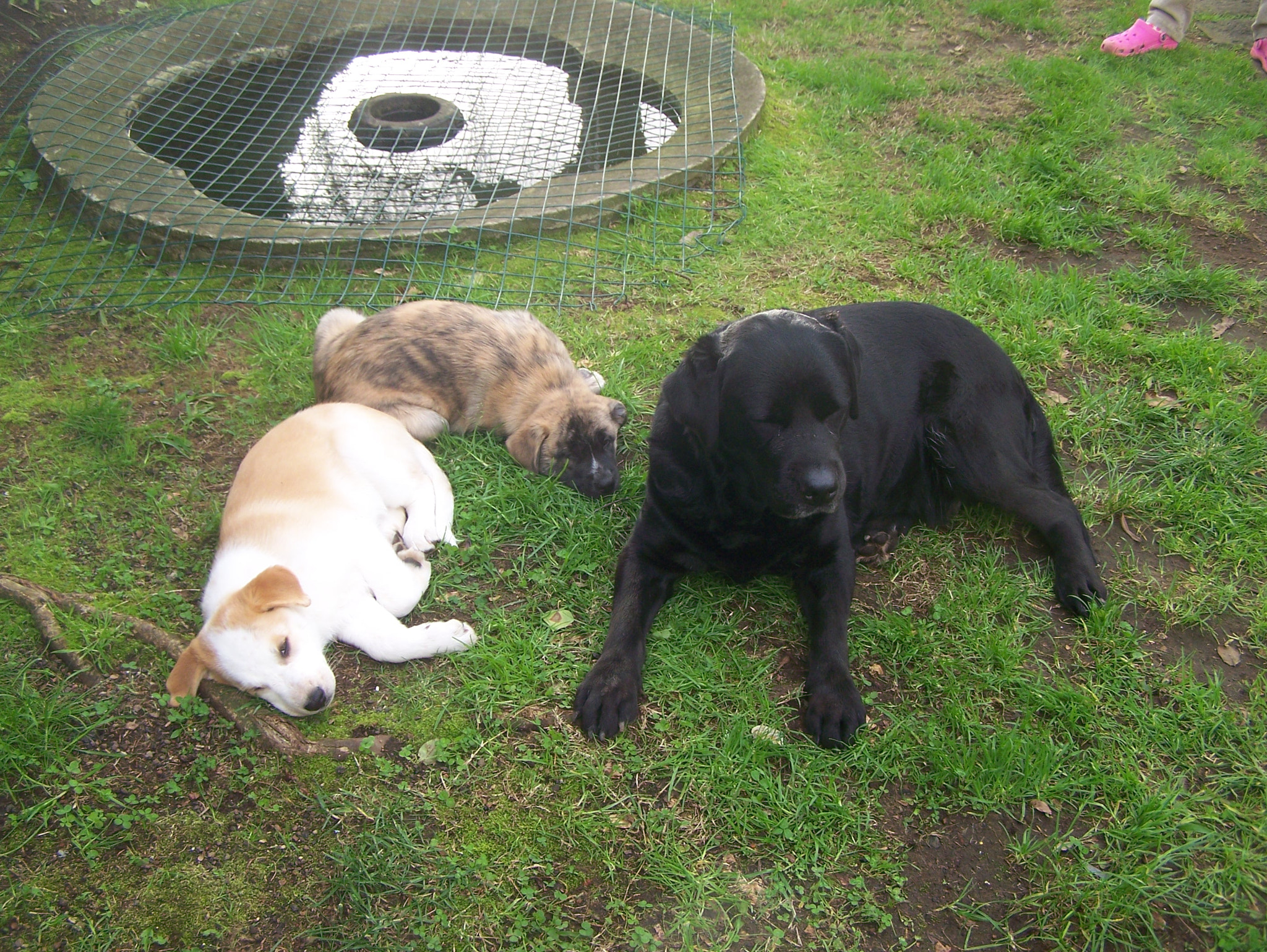 Kodak Z650 ZOOM DIGITAL CAMERA sample photo. My labrador and the two goddaughters photography