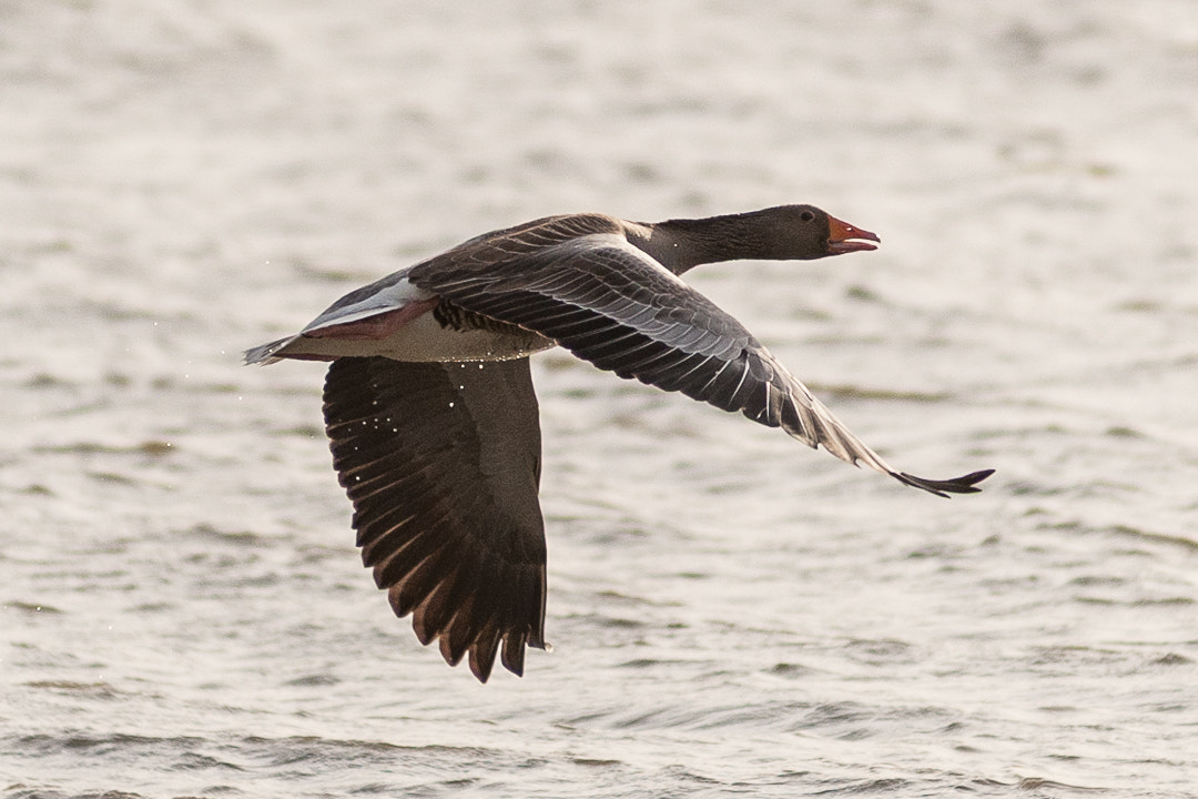 Nikon D3X sample photo. Wild goose photography