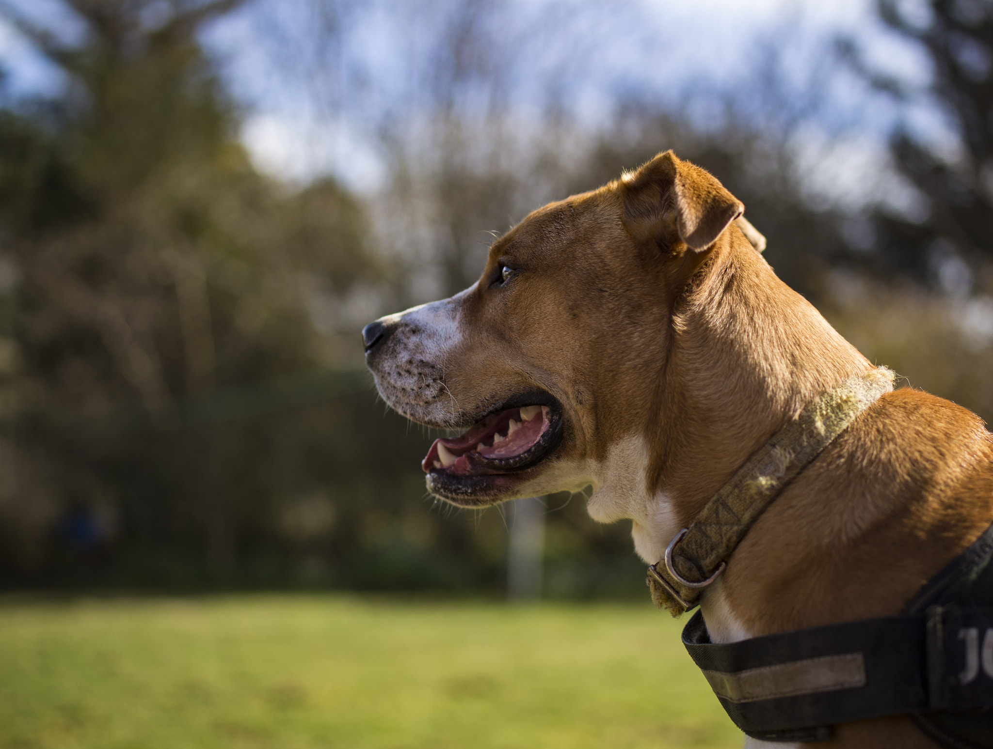 Tamron SP 45mm F1.8 Di VC USD sample photo. Hutton photography