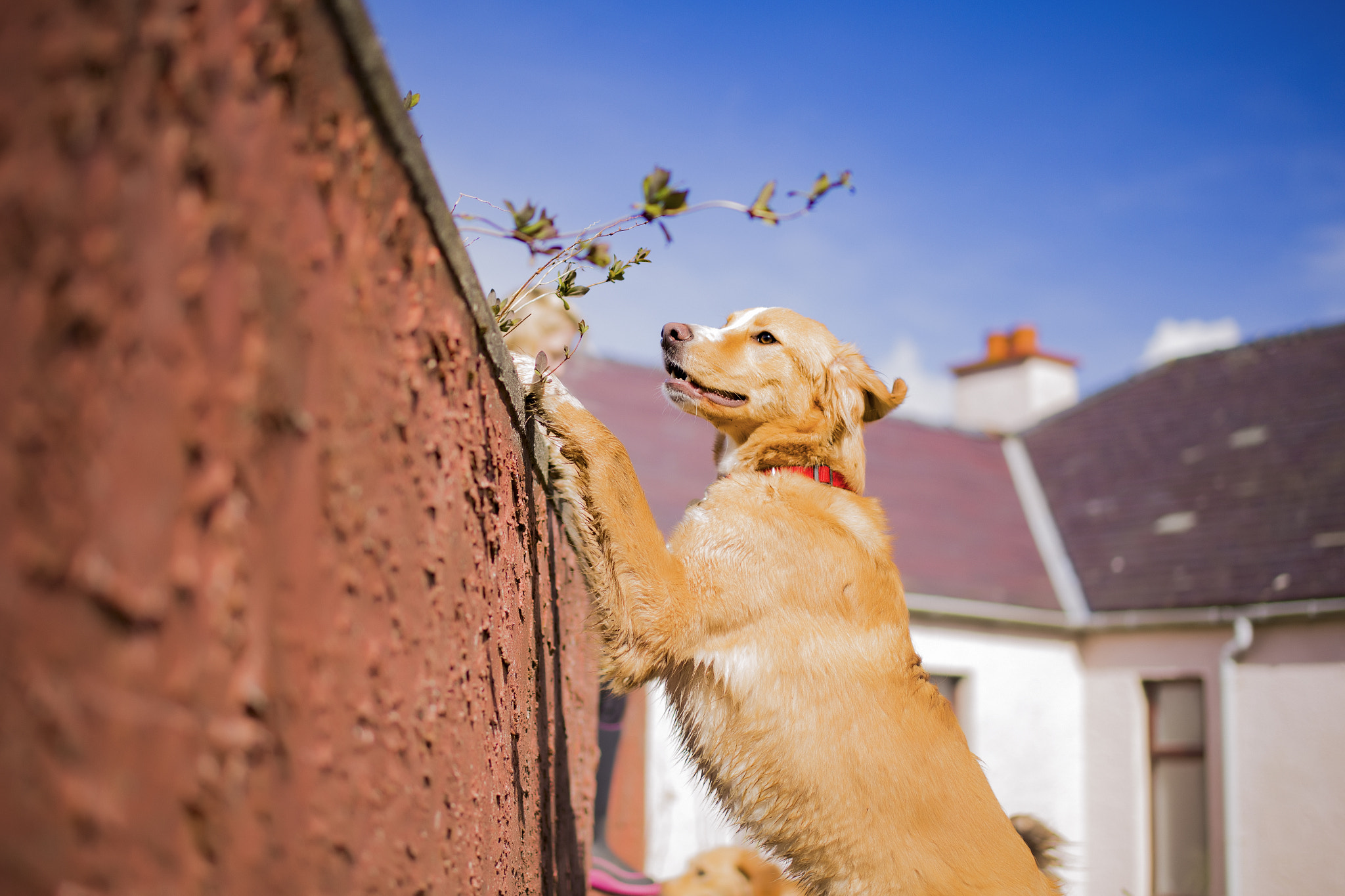 Tamron SP 45mm F1.8 Di VC USD sample photo. Bear looking over photography