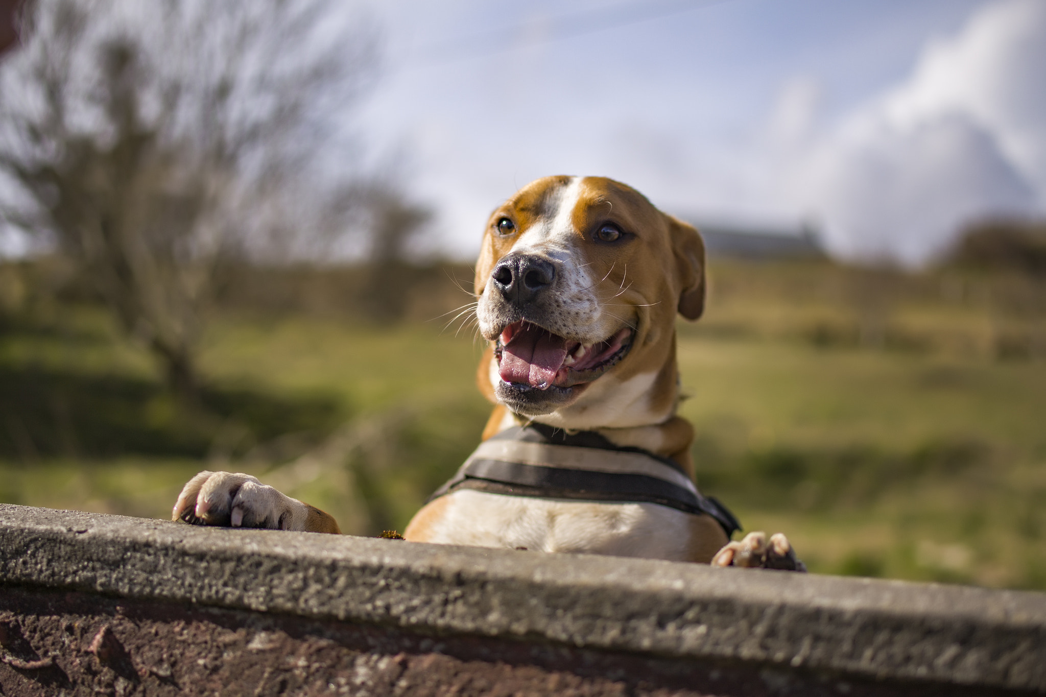 Tamron SP 45mm F1.8 Di VC USD sample photo. Hutton peering photography