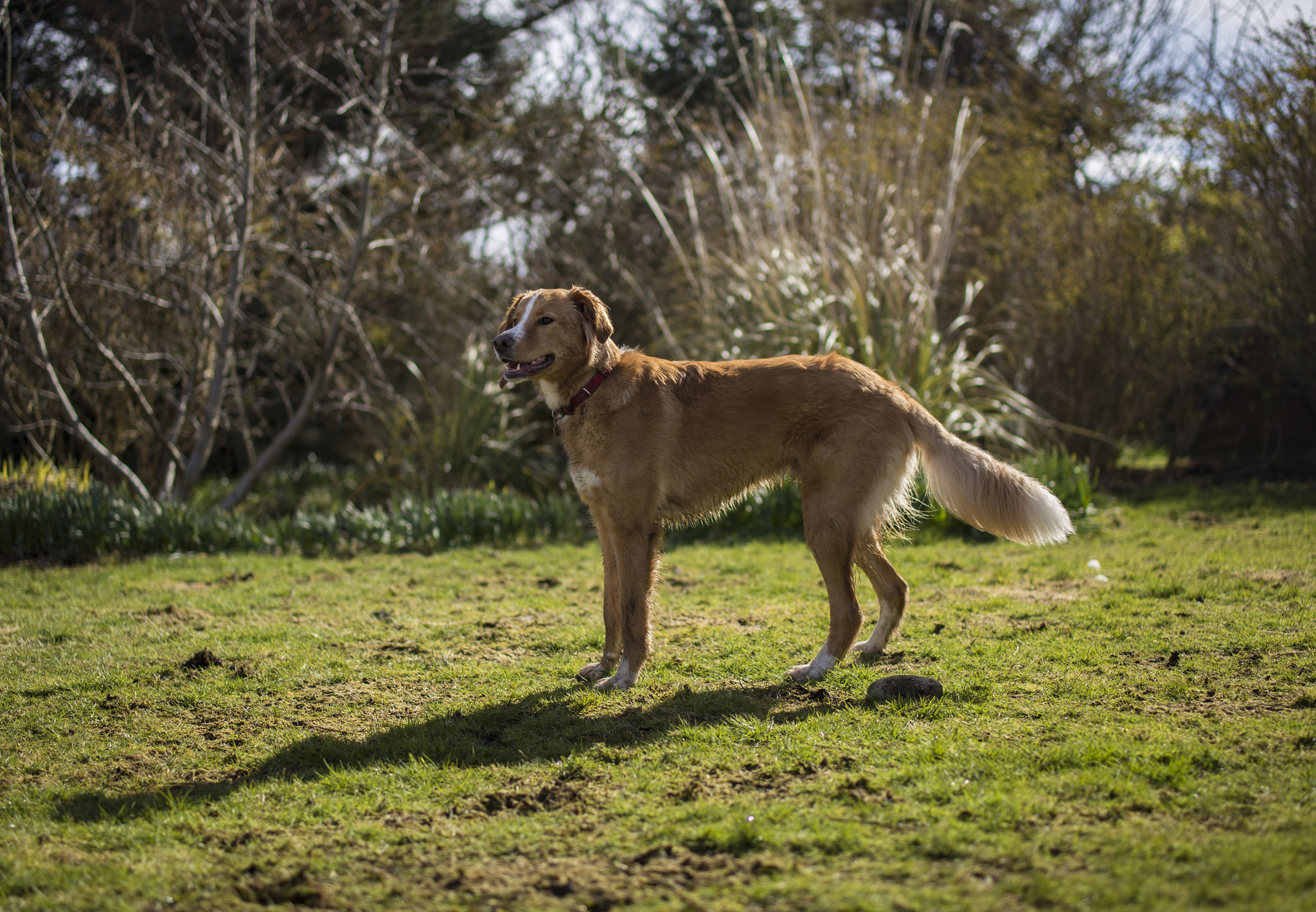 Tamron SP 45mm F1.8 Di VC USD sample photo. Bear, the dog photography