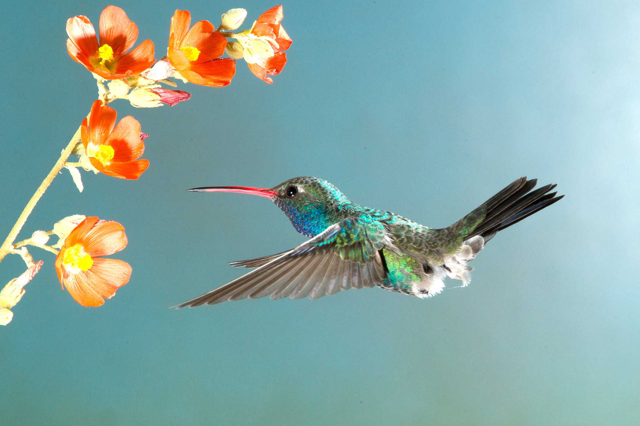 Canon EF 600mm f/4L IS sample photo. Broad-billed hummingbird photography