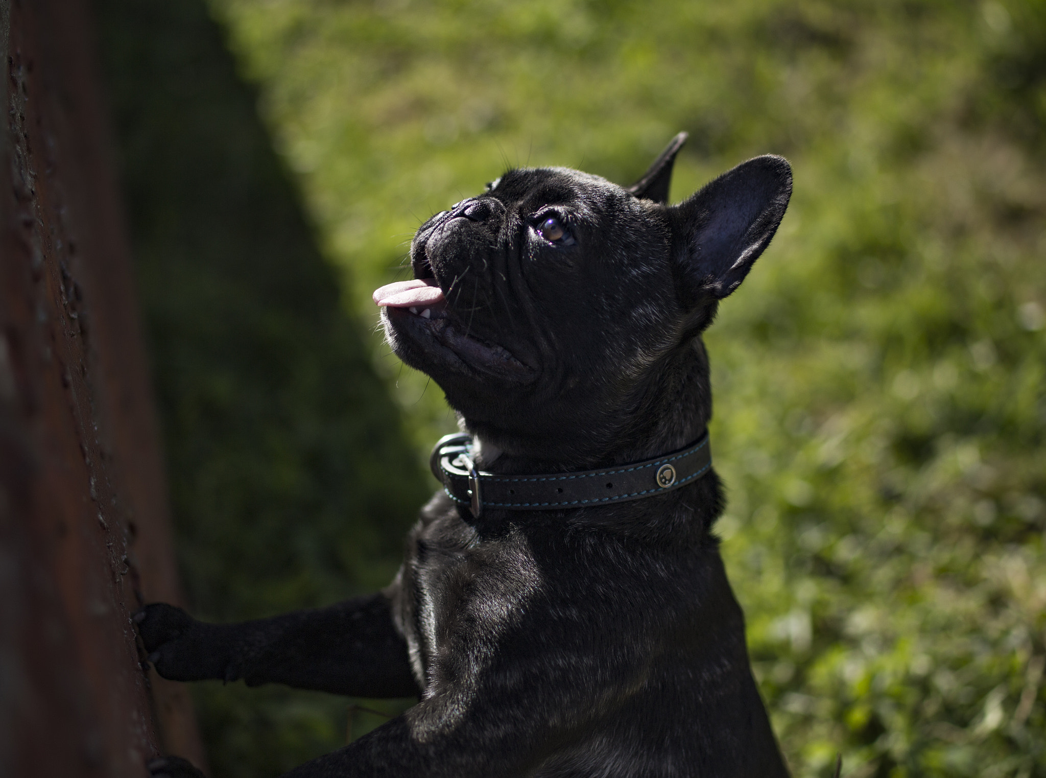 Tamron SP 45mm F1.8 Di VC USD sample photo. Rusty trying his best to peer photography