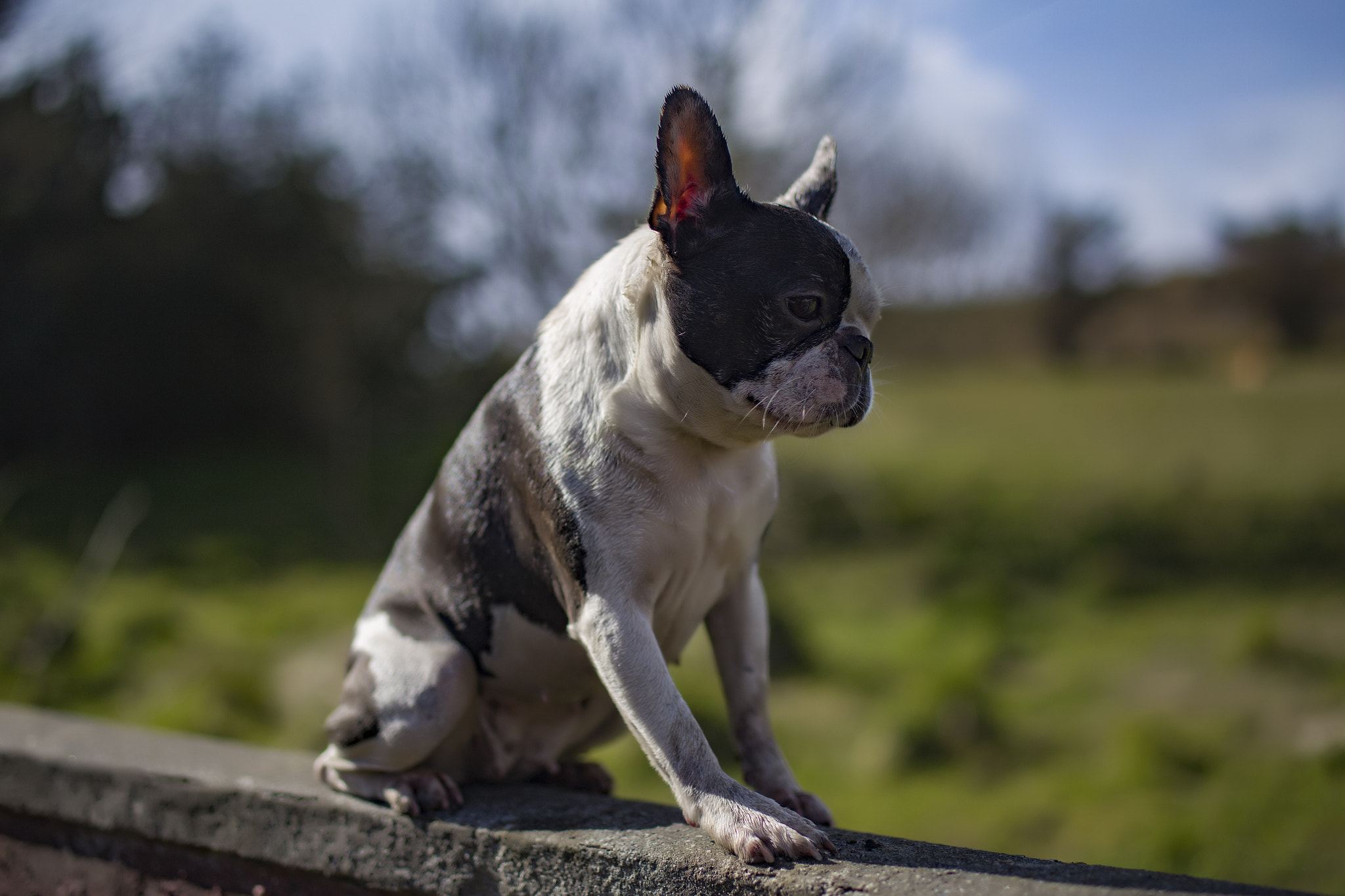 Tamron SP 45mm F1.8 Di VC USD sample photo. Loki perched photography