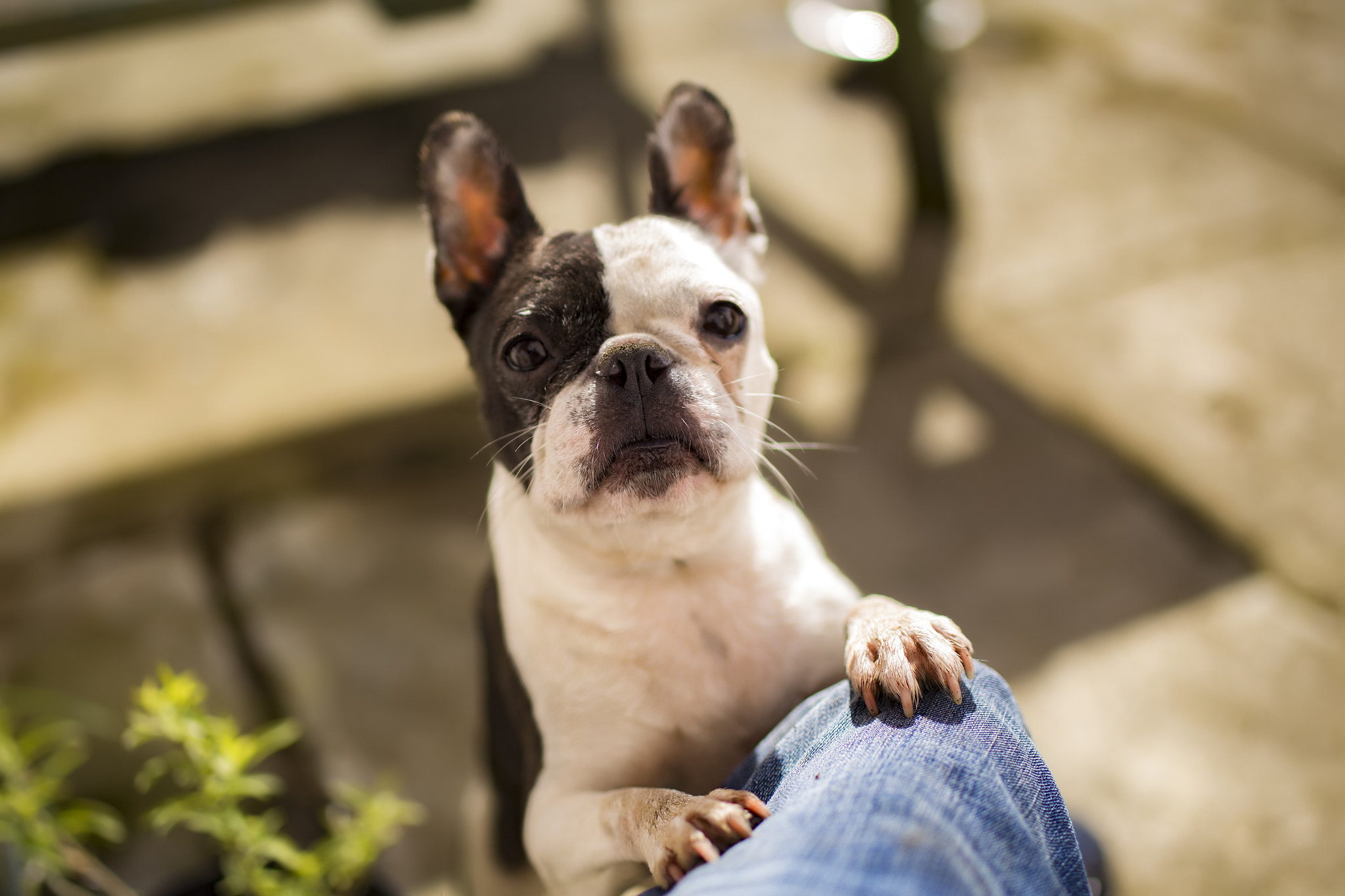 Tamron SP 45mm F1.8 Di VC USD sample photo. Loki begging photography