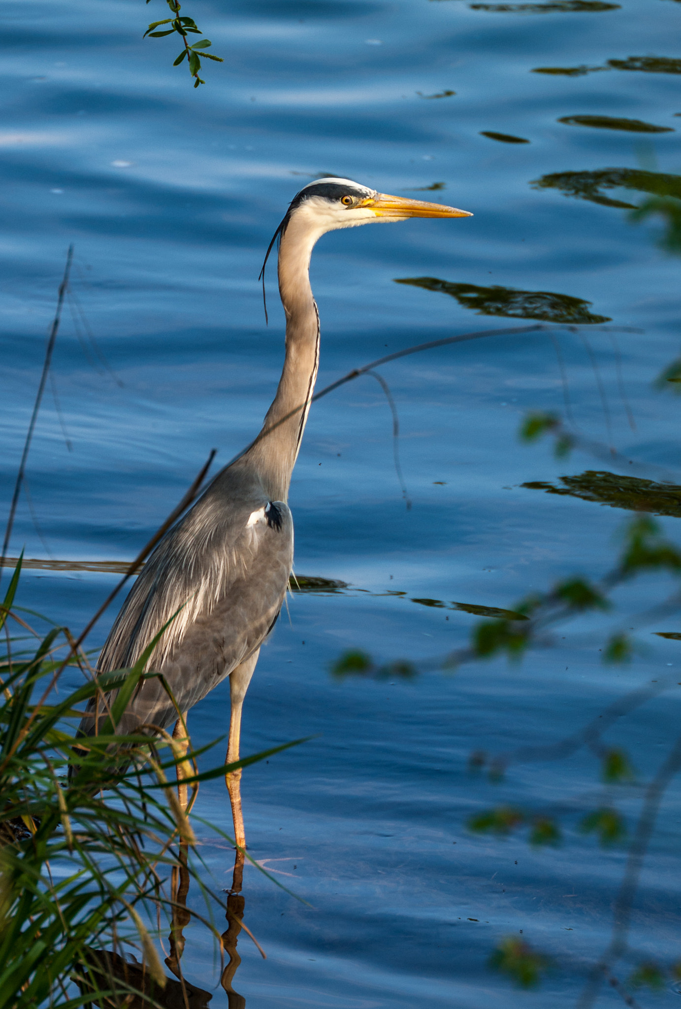 Olympus E-520 (EVOLT E-520) + Sigma APO 135-400mm F4.5-5.6 DG sample photo. Heron photography