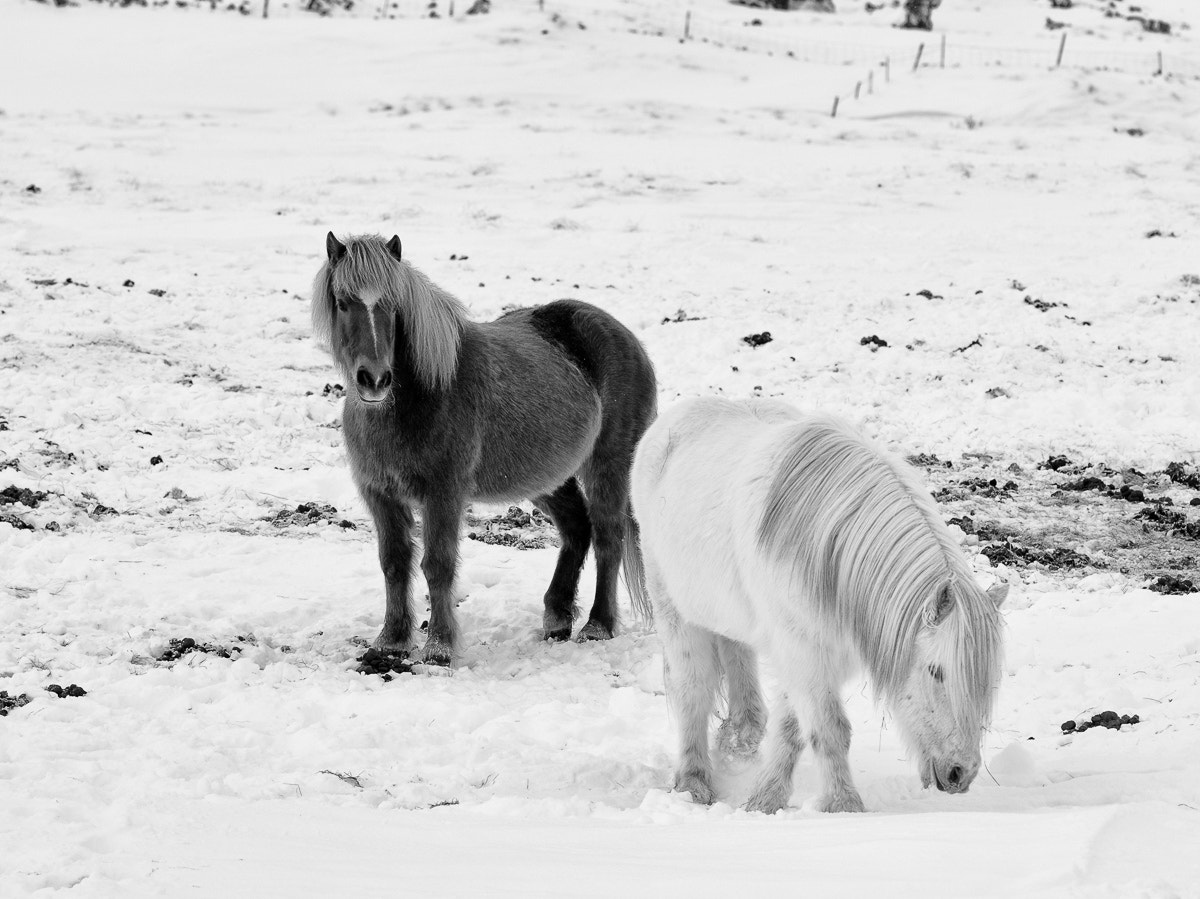 smc PENTAX-FA 645 200mm F4 [IF] sample photo. Horses photography