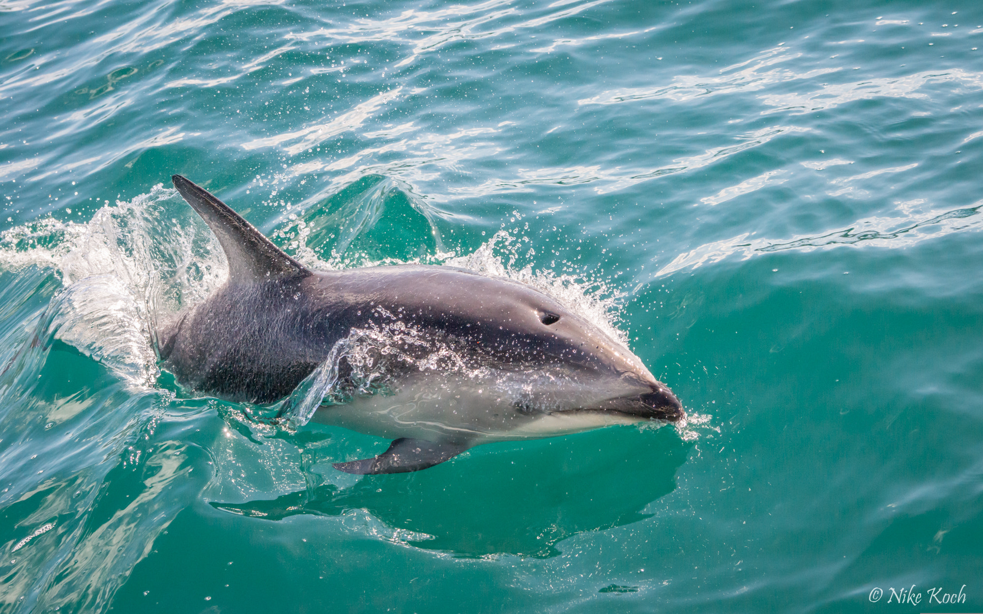 Sony 70-400mm F4-5.6 G SSM II sample photo. Well, hello there! photography