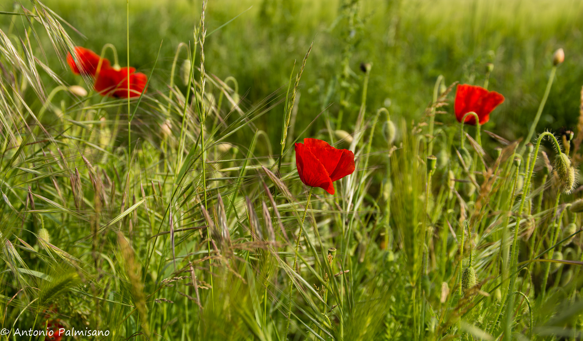 Nikon D7100 + Sigma 17-70mm F2.8-4 DC Macro OS HSM | C sample photo. Papaveri photography