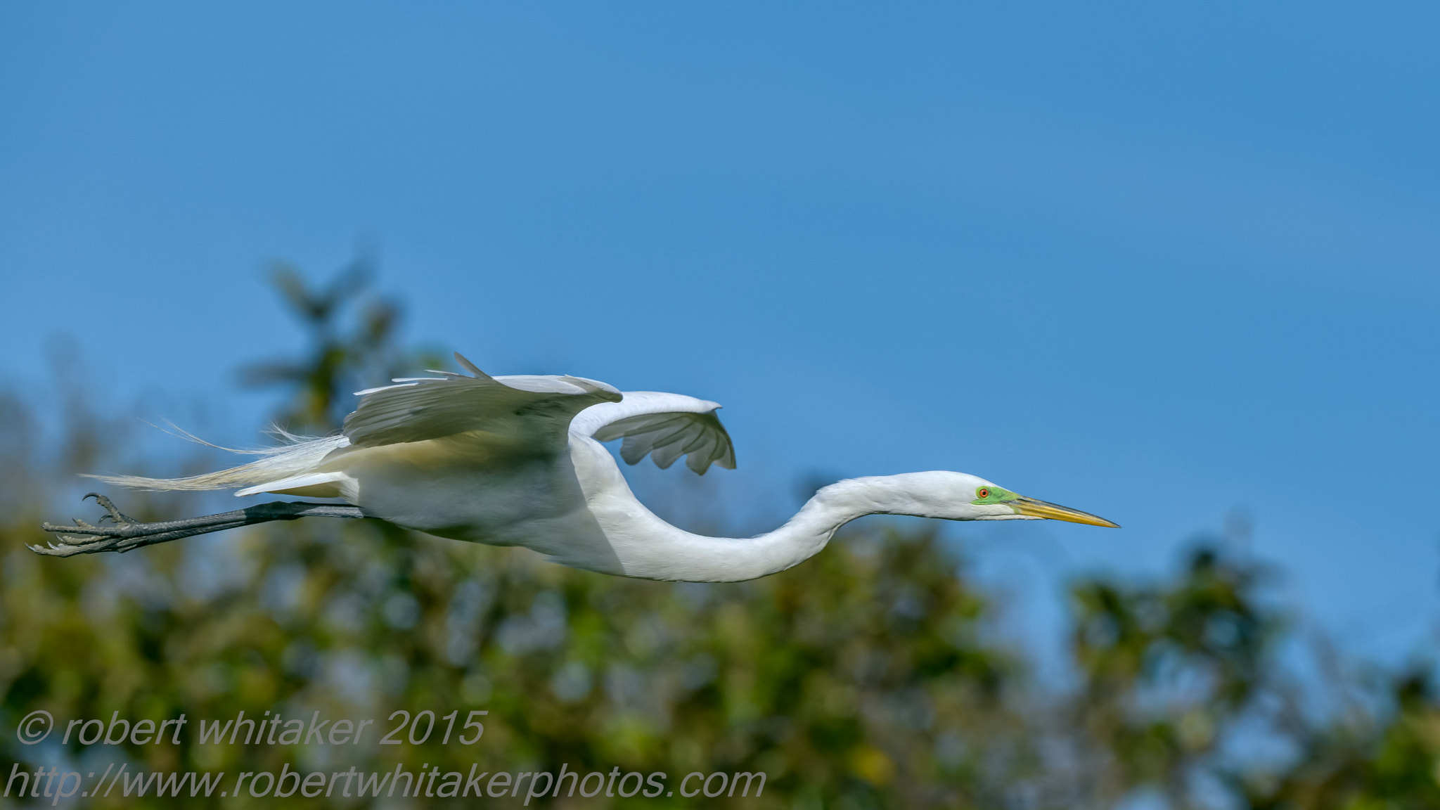 Nikon D800 + Nikon AF-S Nikkor 600mm F4G ED VR sample photo. A great fly-by photography