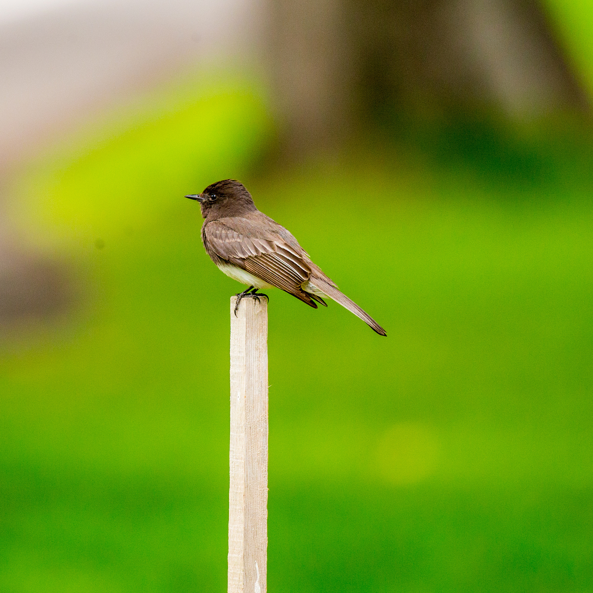 Canon EF 100-400mm F4.5-5.6L IS II USM sample photo. Black phoebe photography