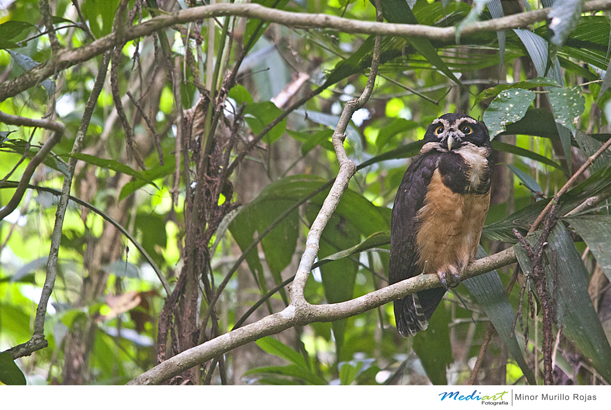 Sigma 150-500mm F5-6.3 DG OS HSM sample photo. Spectacled owl photography