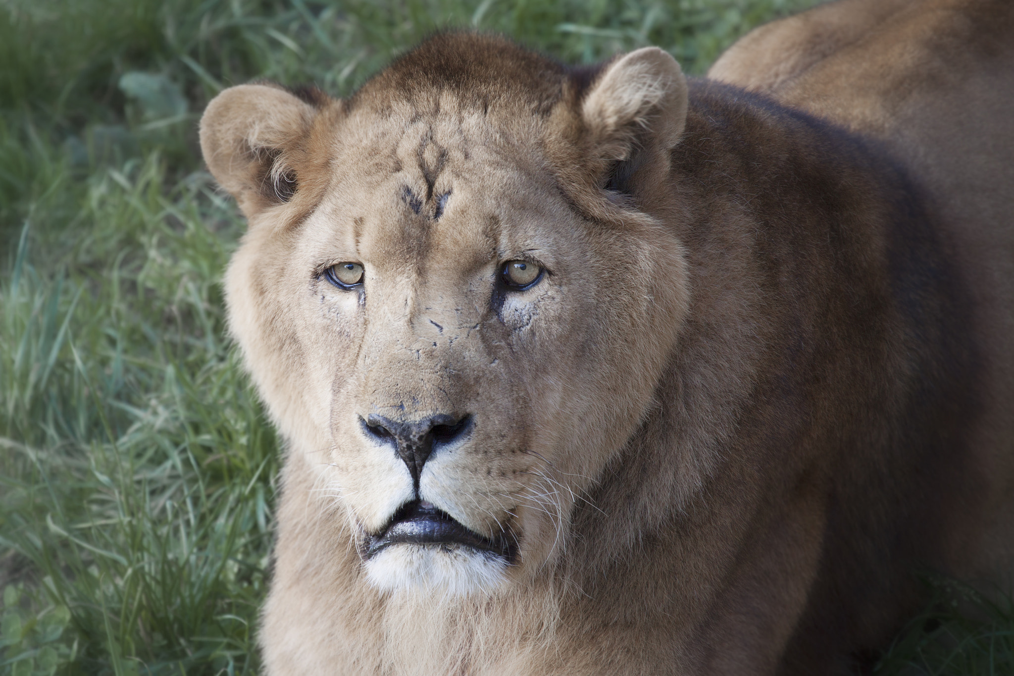 Canon EF 100-400mm F4.5-5.6L IS USM sample photo. Close-up of dangerous lioness photography