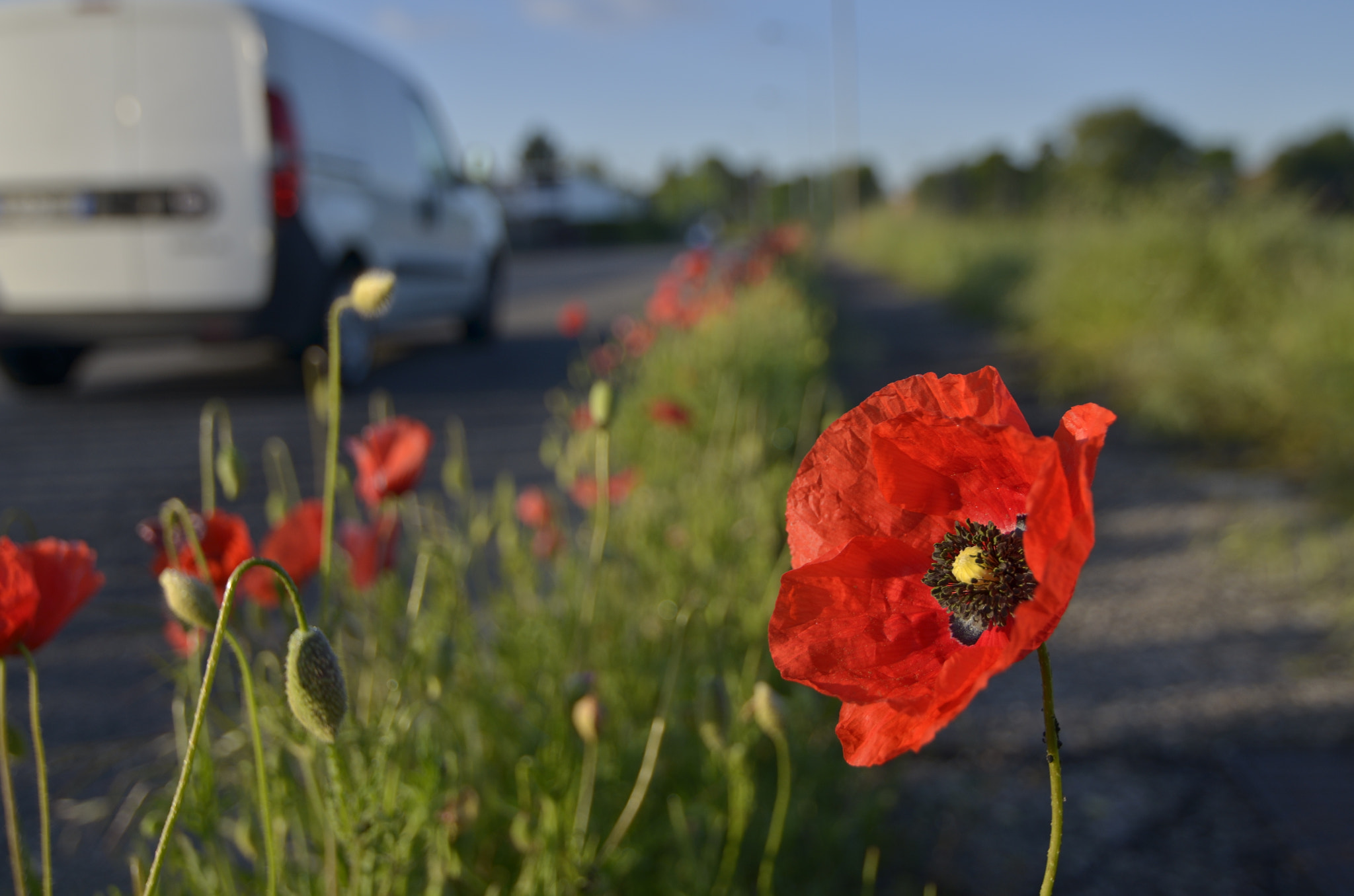 Nikon D7000 + Tokina AT-X Pro 12-24mm F4 (IF) DX sample photo. Poppy on the road photography