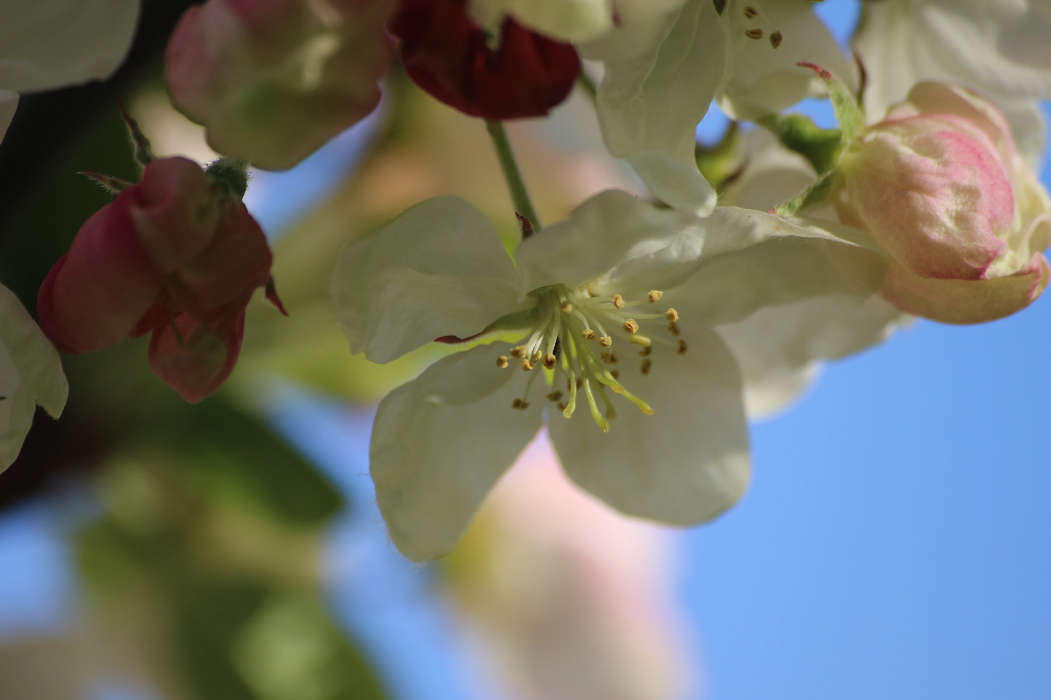 Sigma 70-300mm F4-5.6 APO DG Macro sample photo. Flower 3 photography