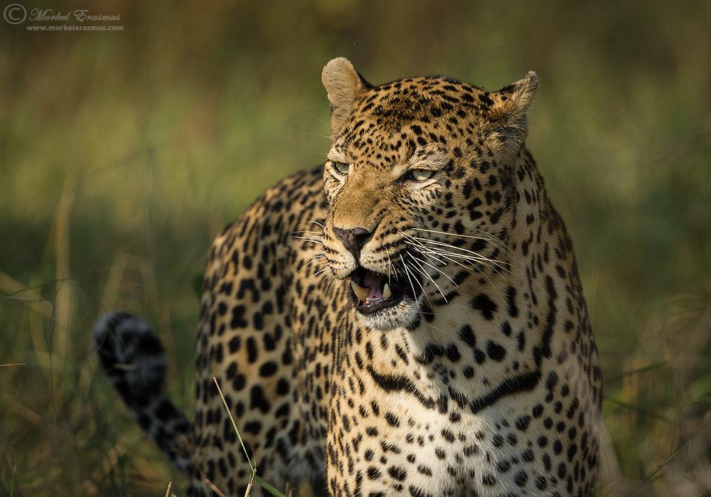 Nikon D3S + Nikon AF-S Nikkor 500mm F4G ED VR sample photo. In his prime photography