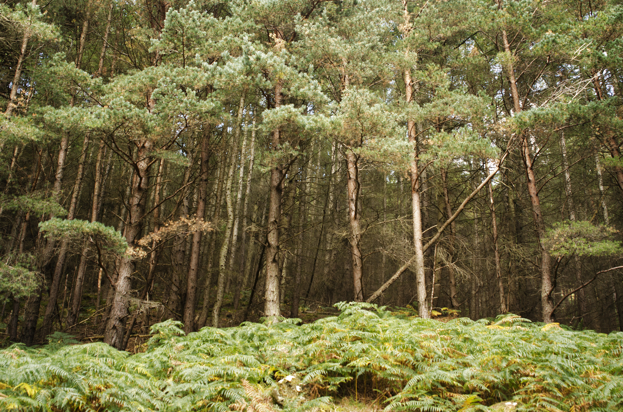 Sigma 24-70mm F2.8 EX DG HSM sample photo. Bosque photography