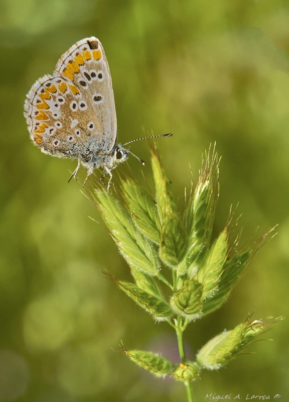 Sony ILCA-77M2 sample photo. Bokeh photography