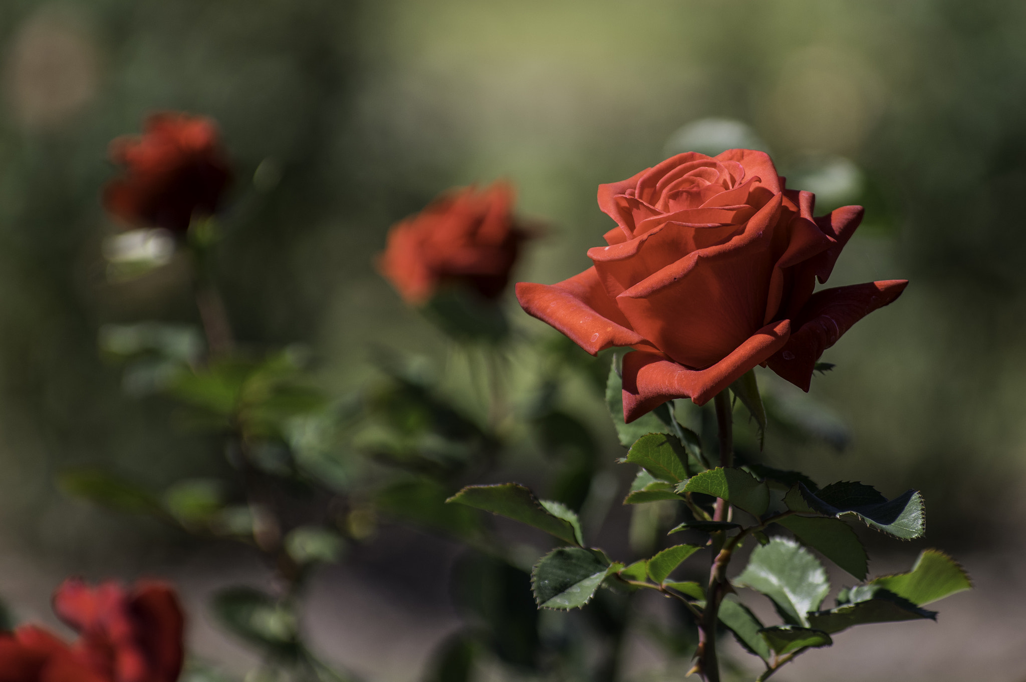 Pentax smc DA* 50-135mm F2.8 ED (IF) SDM sample photo. A rose photography