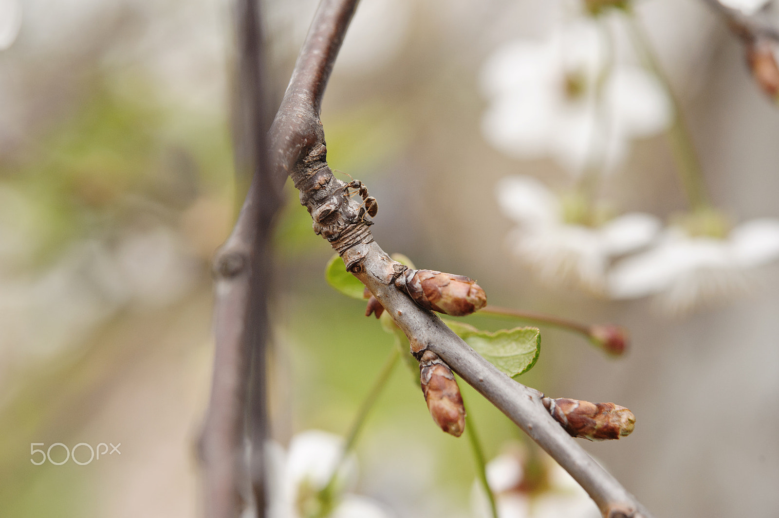 Nikon AF-S Micro-Nikkor 60mm F2.8G ED sample photo. Flowers in the spring garden photography