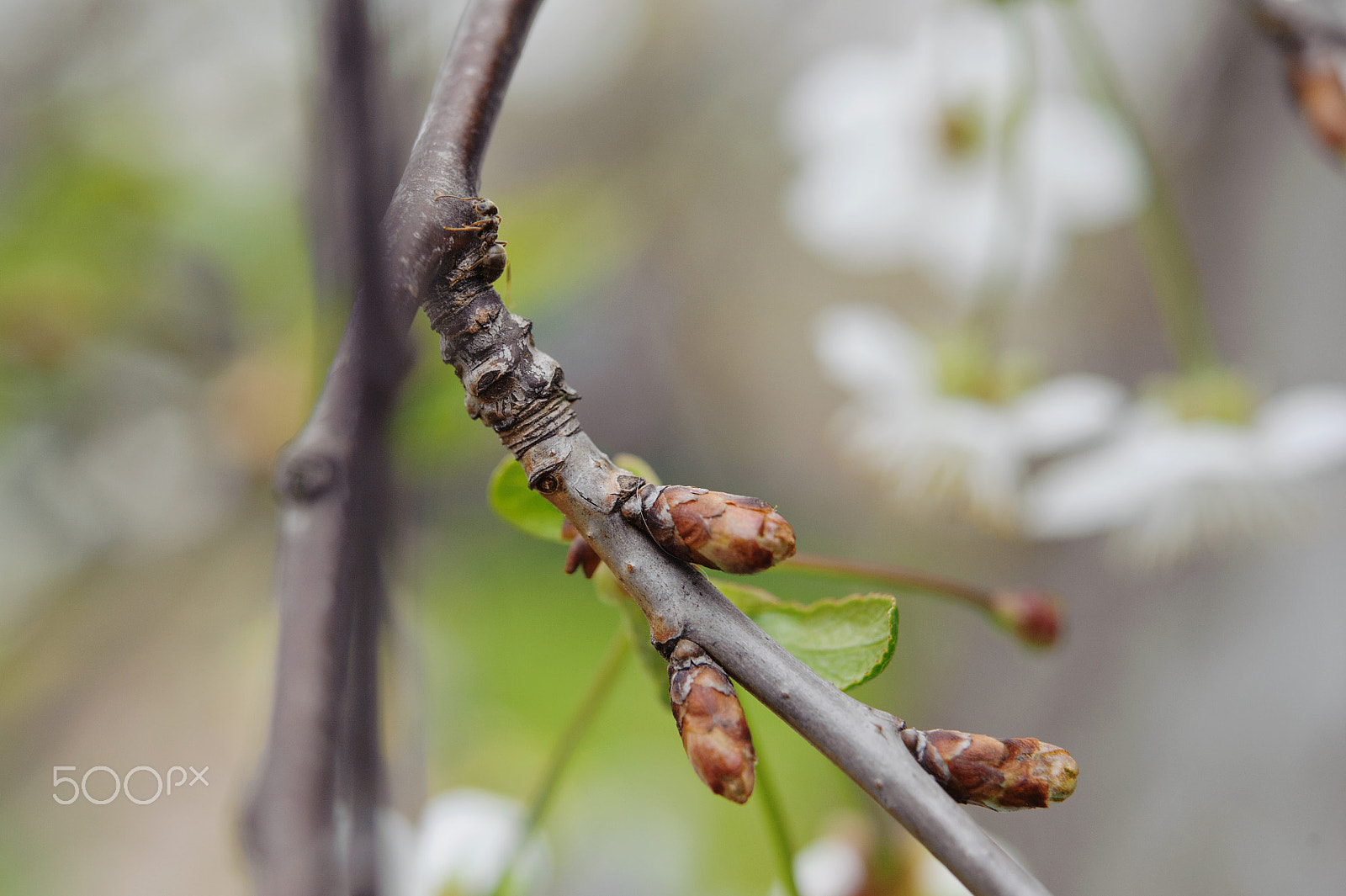 Nikon AF-S Micro-Nikkor 60mm F2.8G ED sample photo. Flowers in the spring garden photography