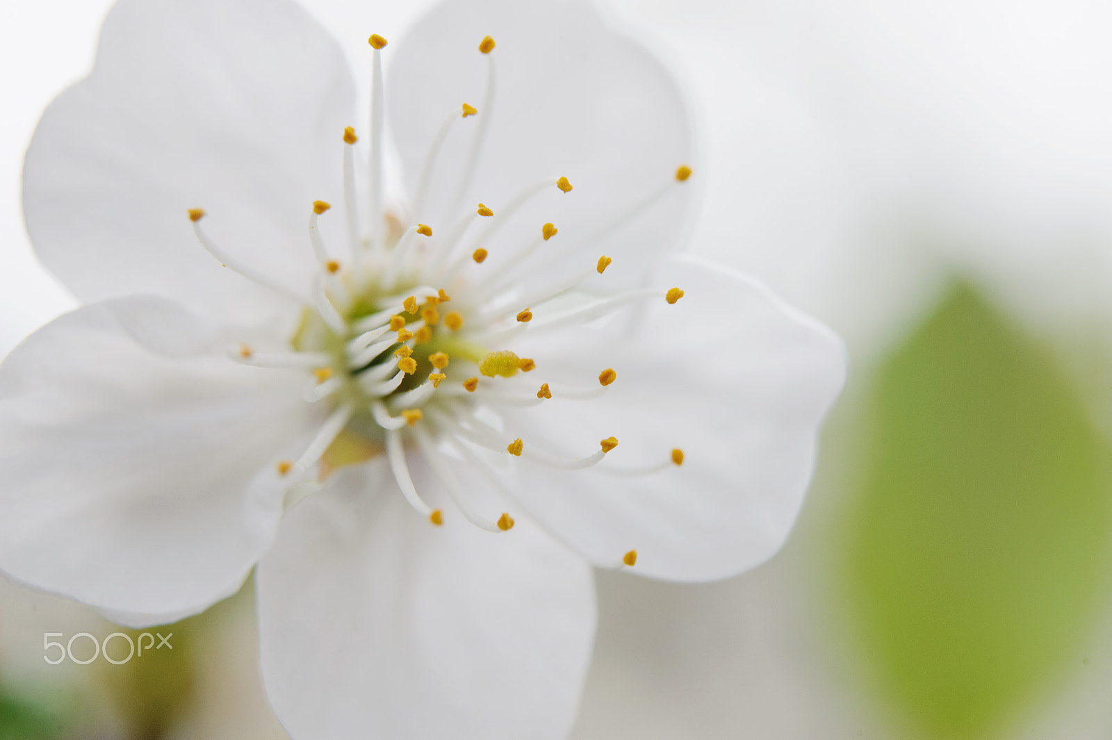 Nikon AF-S Micro-Nikkor 60mm F2.8G ED sample photo. Flowers in the spring garden photography