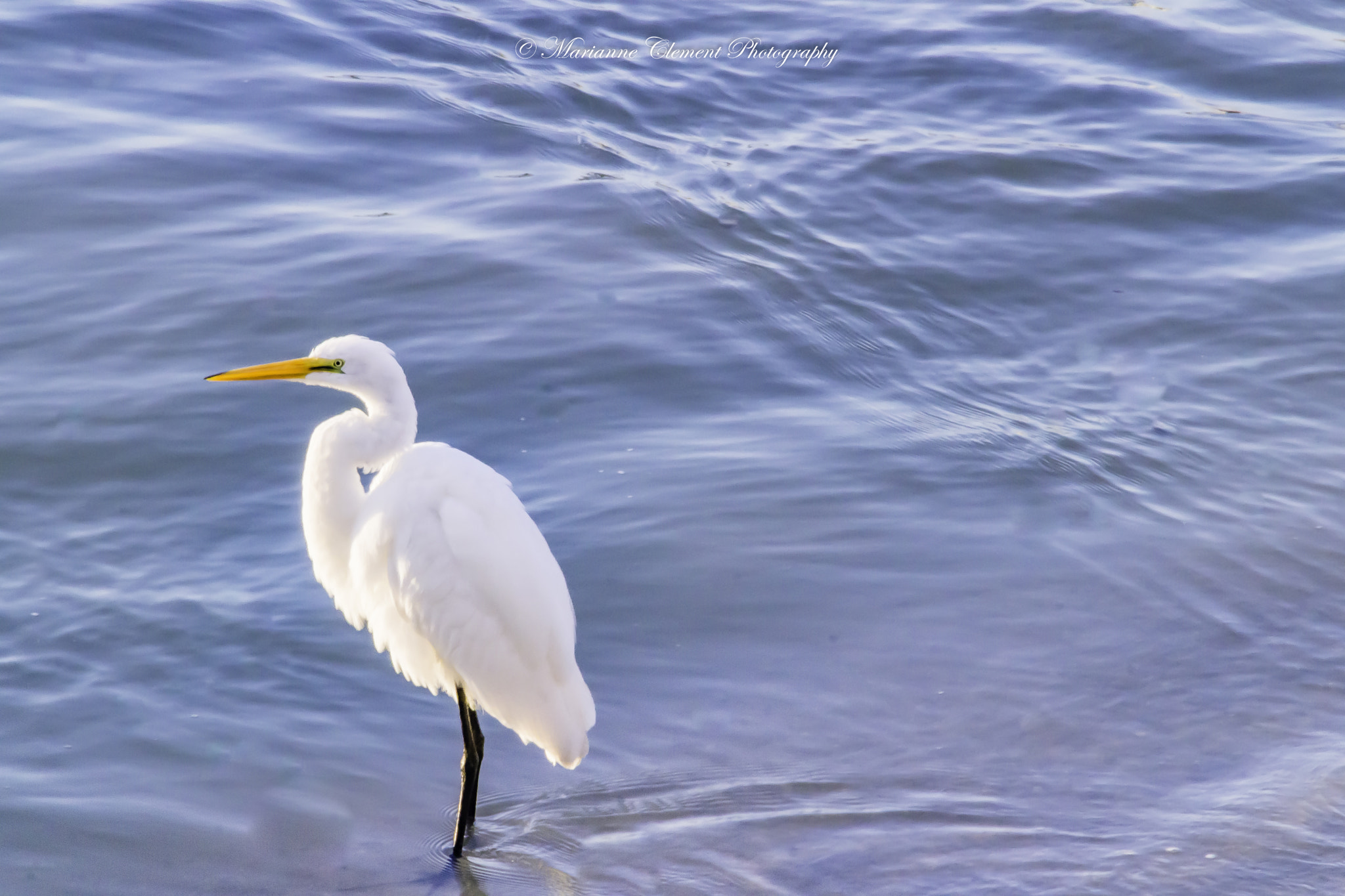 Canon EOS 1200D (EOS Rebel T5 / EOS Kiss X70 / EOS Hi) sample photo. Egret sitting in the sun photography