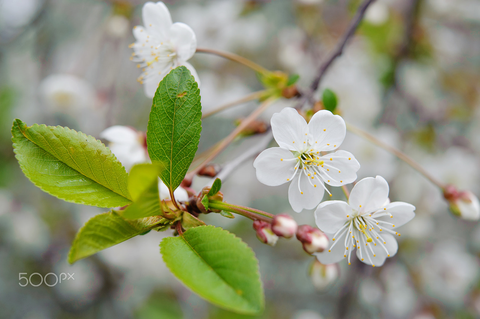 Nikon AF-S Micro-Nikkor 60mm F2.8G ED sample photo. Flowers in the spring garden photography