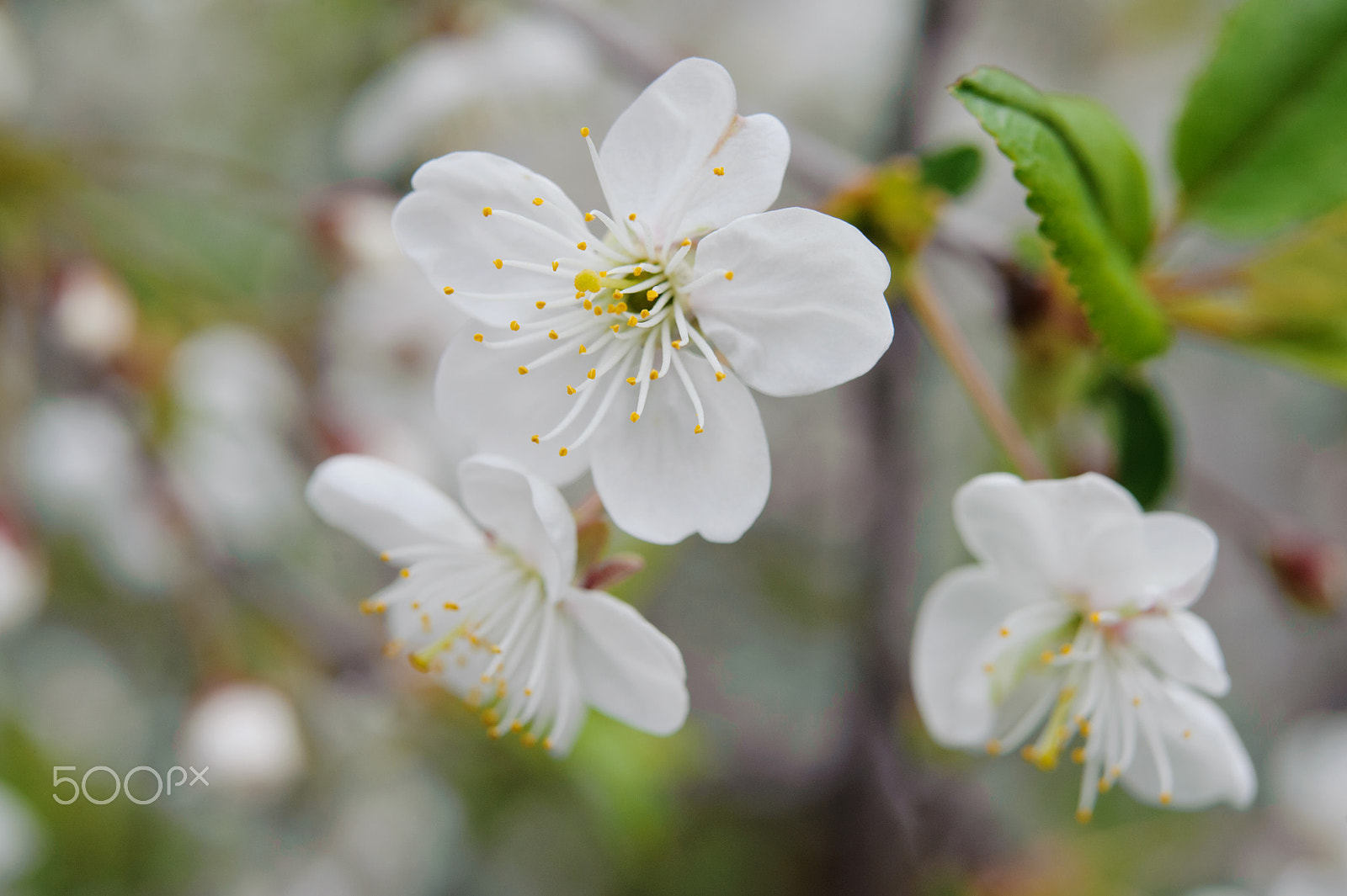 Nikon AF-S Micro-Nikkor 60mm F2.8G ED sample photo. Flowers in the spring garden photography