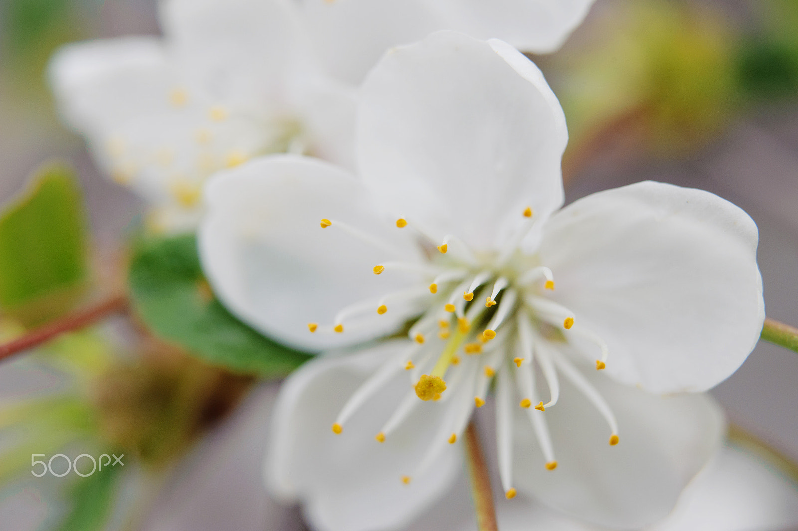 Nikon AF-S Micro-Nikkor 60mm F2.8G ED sample photo. Flowers in the spring garden photography
