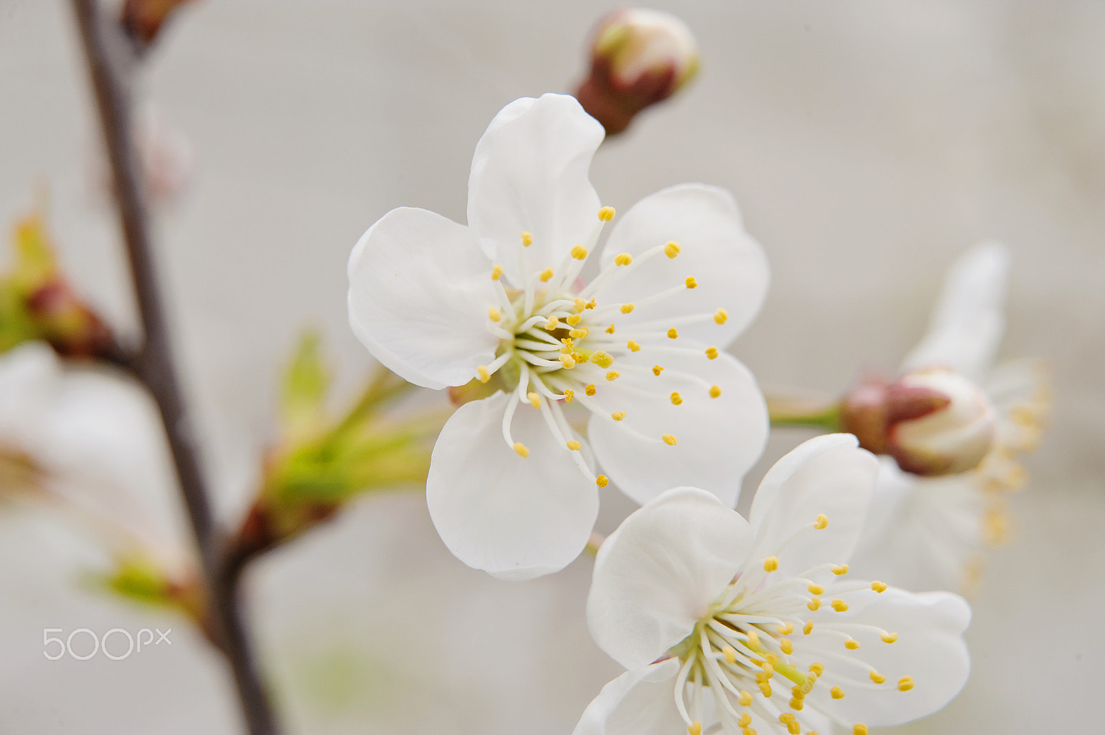 Nikon AF-S Micro-Nikkor 60mm F2.8G ED sample photo. Flowers in the spring garden photography