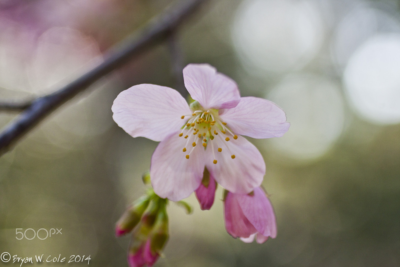 Canon EOS 40D + Canon EF 50mm F2.5 Macro sample photo. Cherry blossoms at descanso garden photography