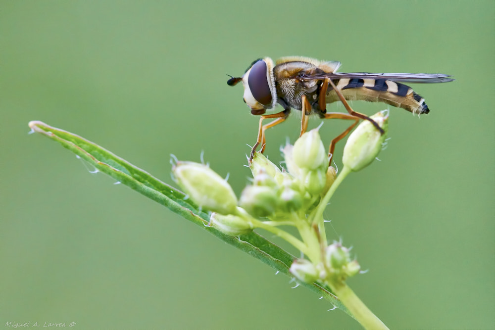 Sony ILCA-77M2 sample photo. Hoverfly photography
