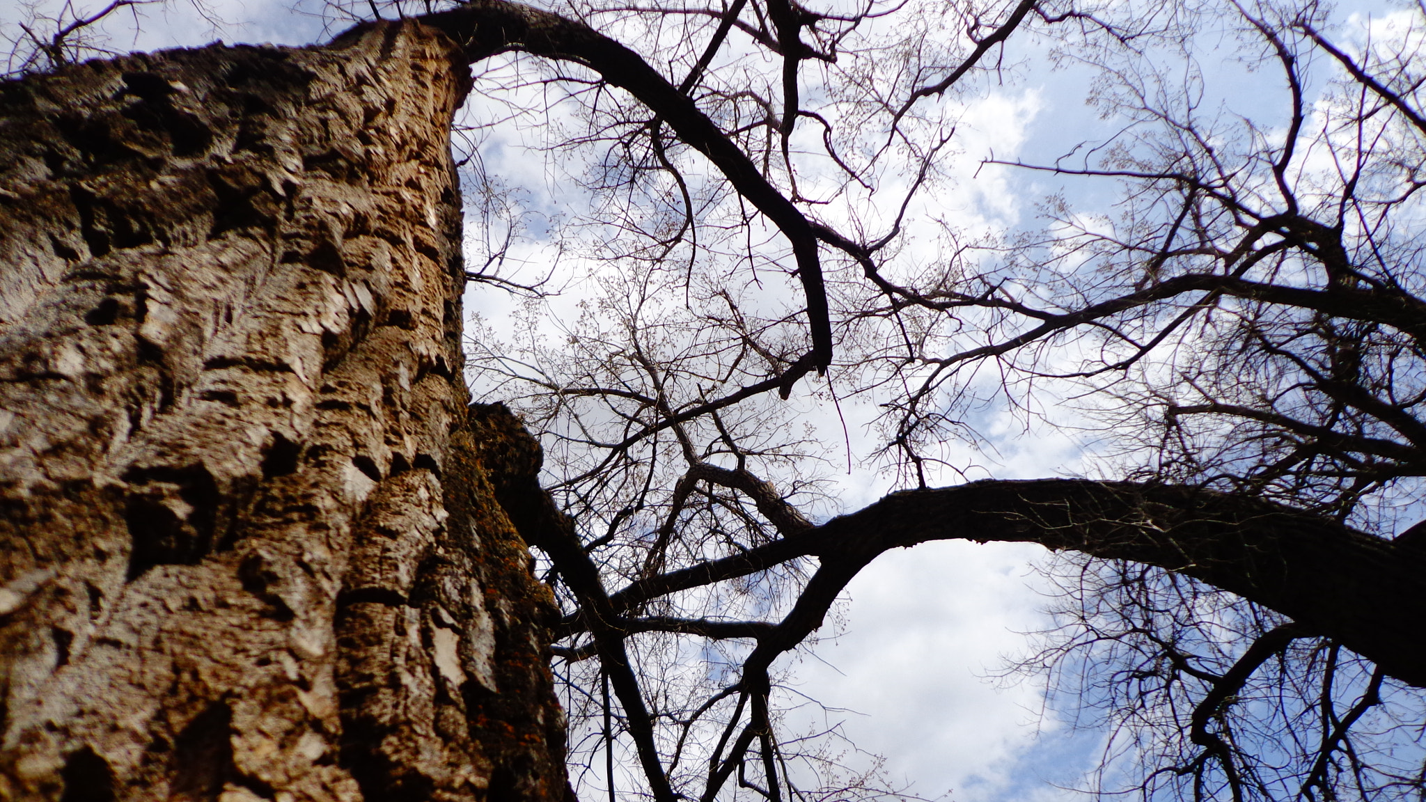 Sony DSC-W650 sample photo. Tree photography