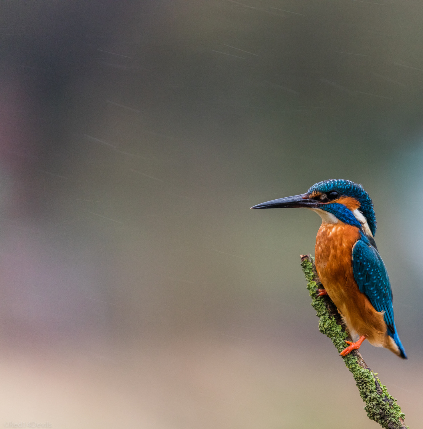 Canon EOS 5DS + Canon EF 100-400mm F4.5-5.6L IS II USM sample photo. Common kingfisher photography