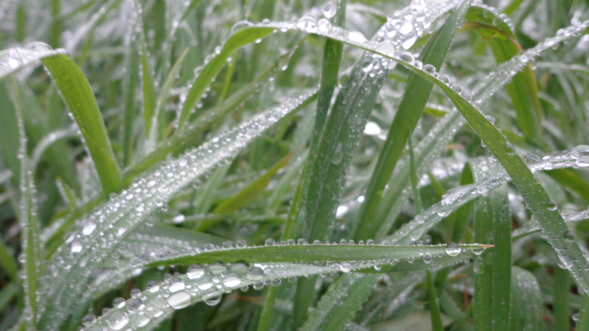 Sony DSC-W650 sample photo. Grass photography