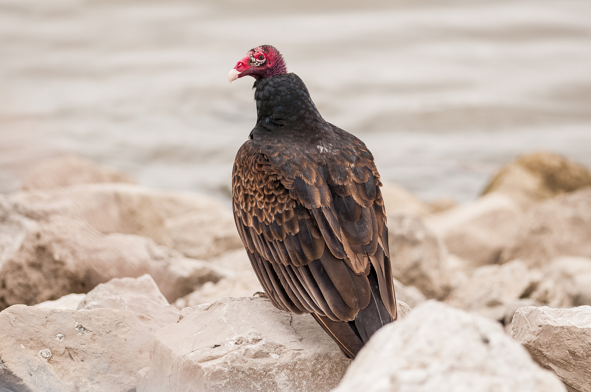 Nikon D300S + Nikon AF-S Nikkor 300mm F4D ED-IF sample photo. Turkey vulture photography