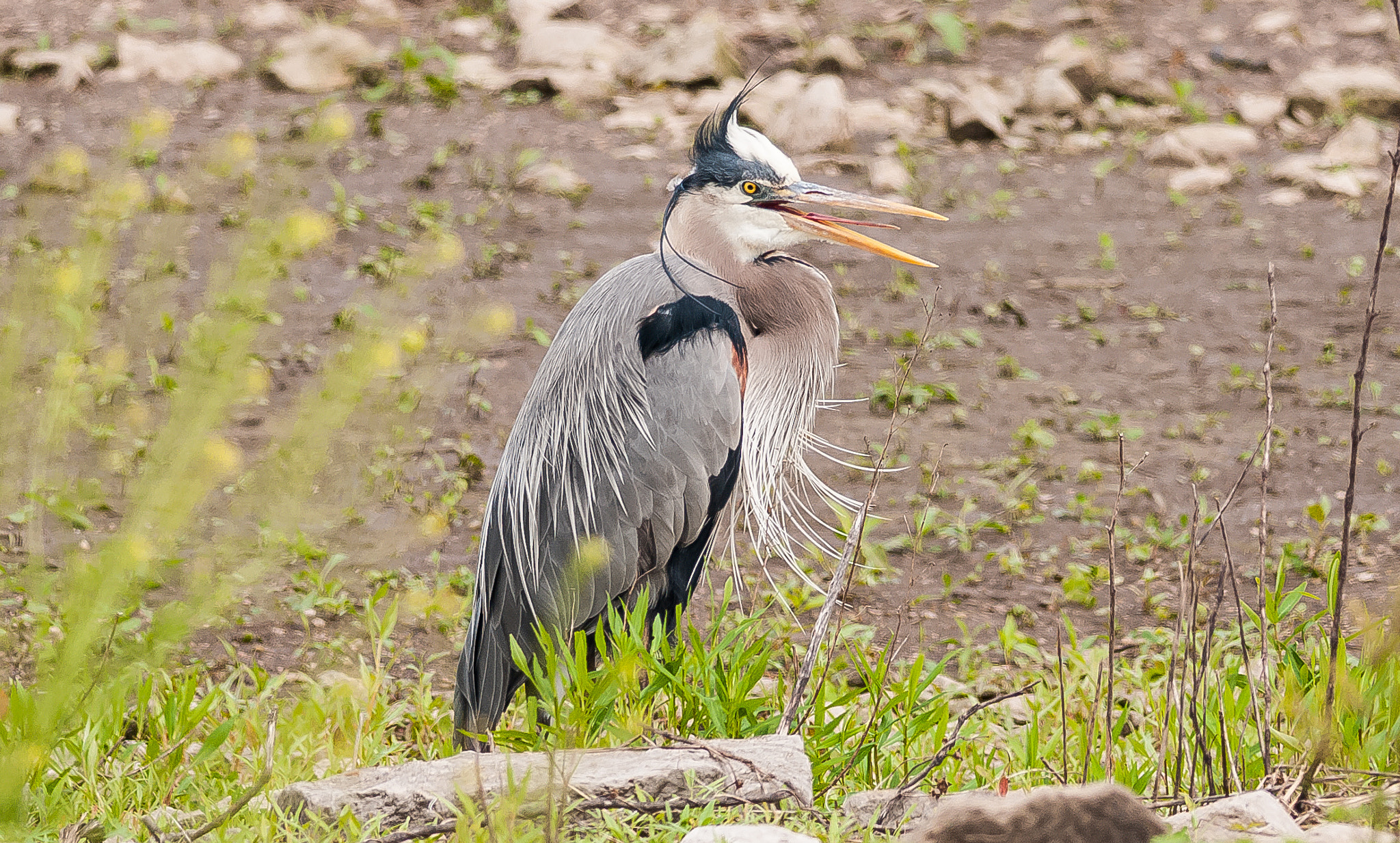 Nikon D300S + Nikon AF-S Nikkor 300mm F4D ED-IF sample photo. Blue heron photography