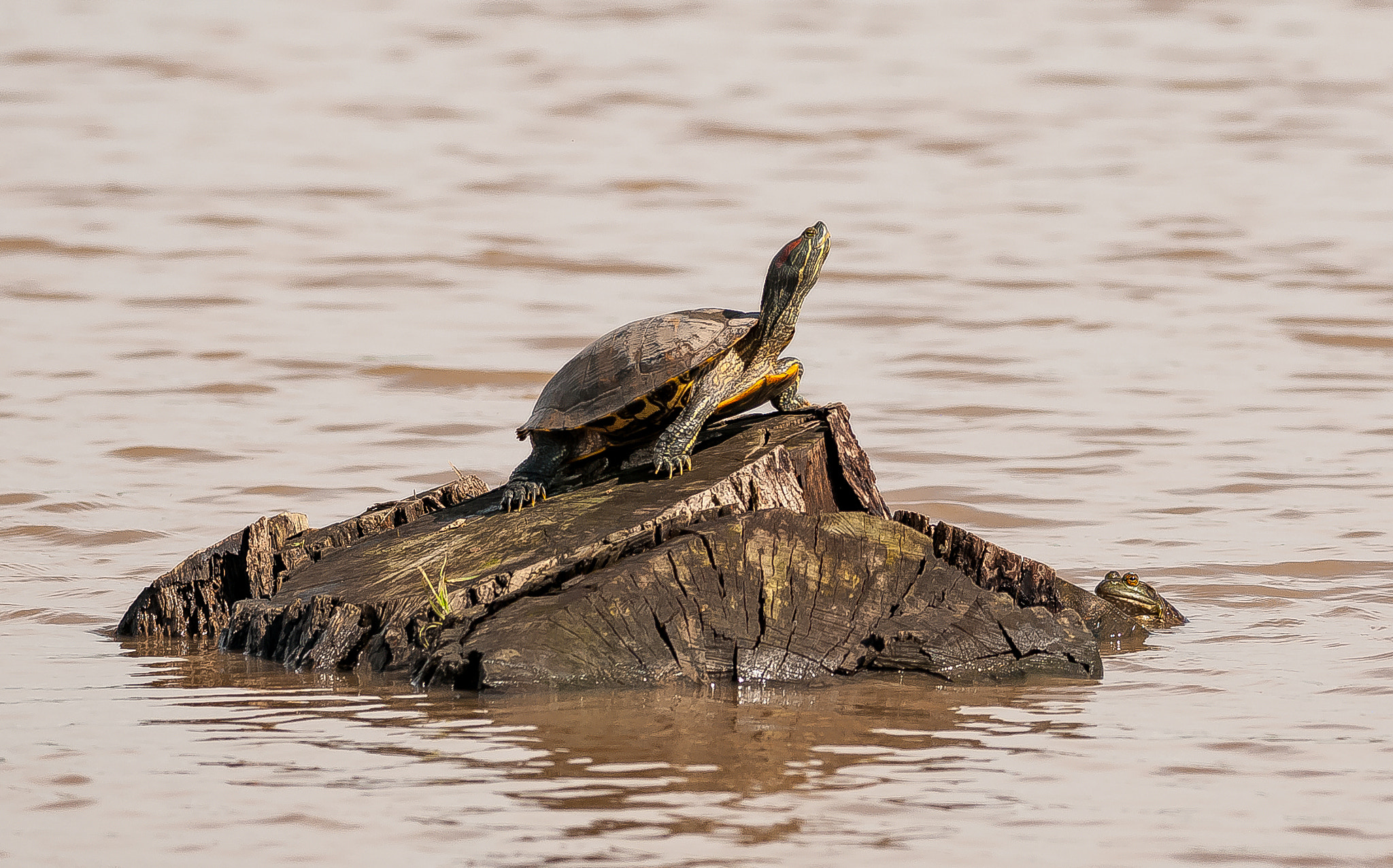 Nikon D300S + Nikon AF-S Nikkor 300mm F4D ED-IF sample photo. Water turtle photography