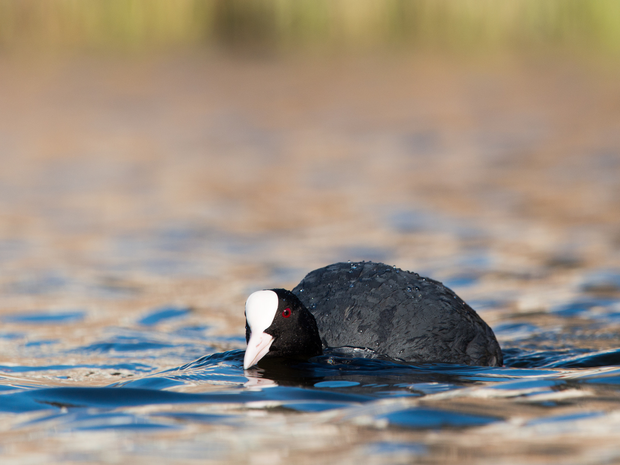 Olympus OM-D E-M1 + M.300mm F4.0 + MC-14 sample photo. Coot photography