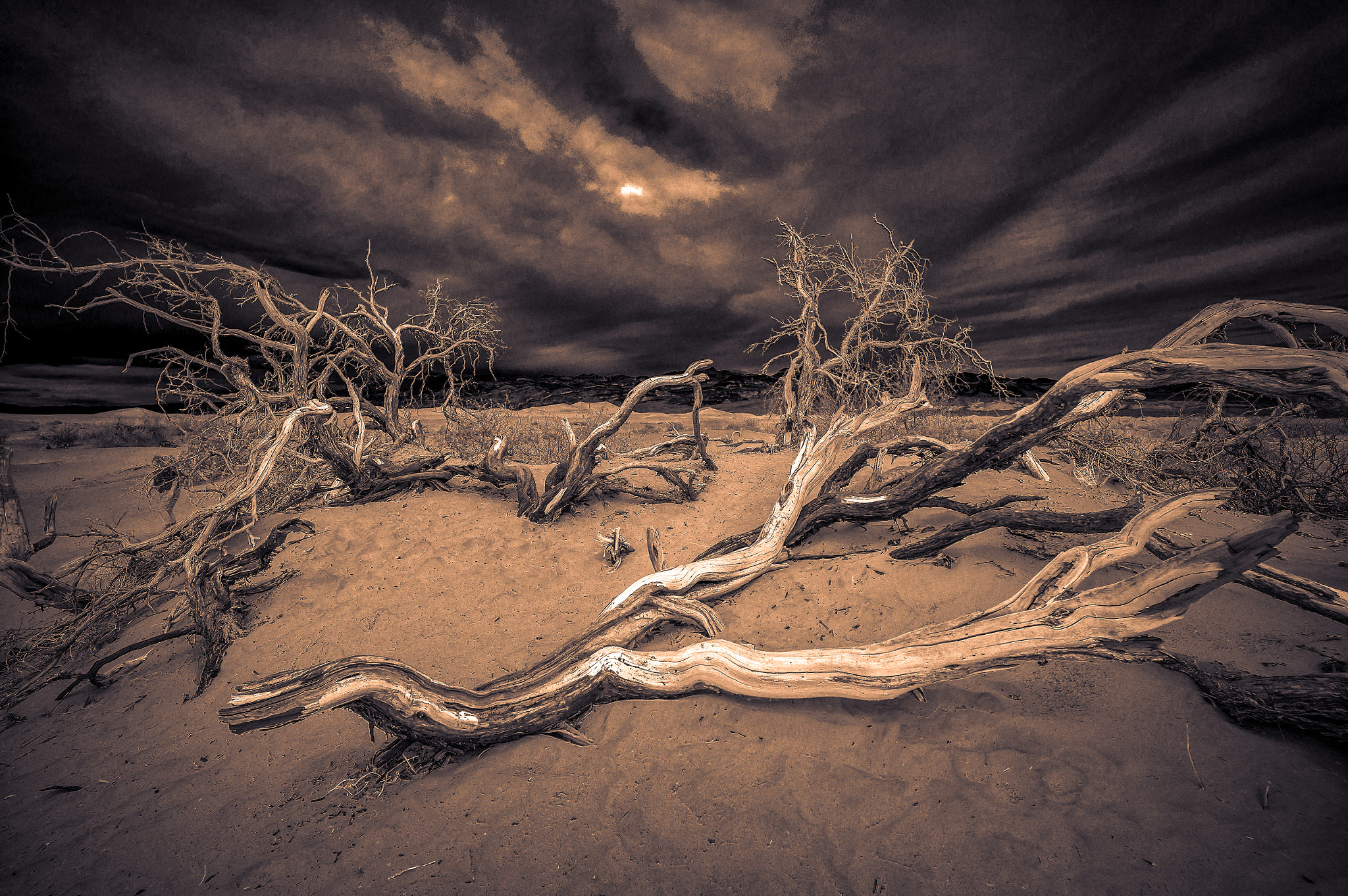 Leica Tri-Elmar-M 16-18-21mm F4 ASPH sample photo. Fallen mesquite trees, death valley, california photography