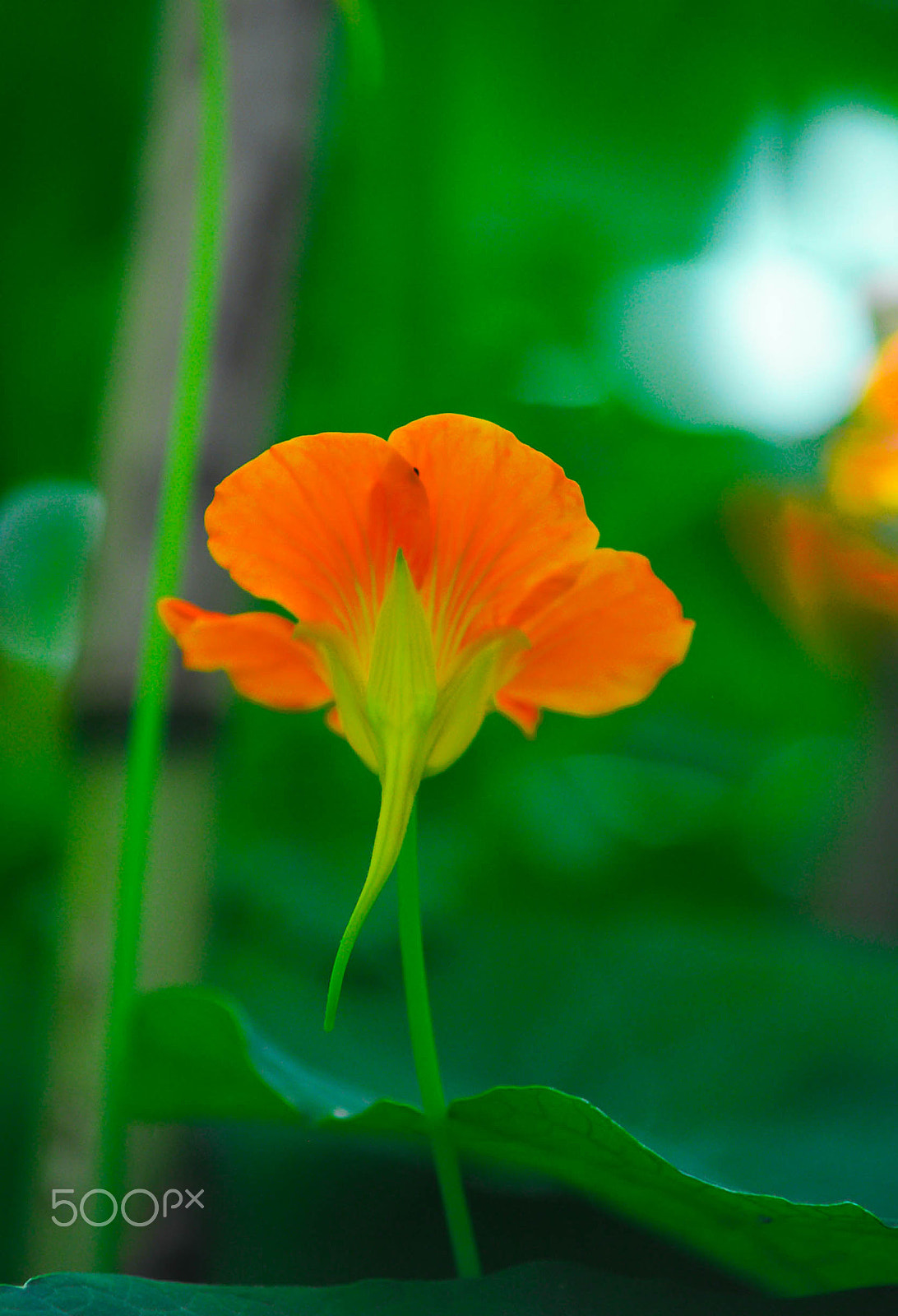 Nikon D90 + AF Zoom-Nikkor 70-210mm f/4 sample photo. Orange flower photography