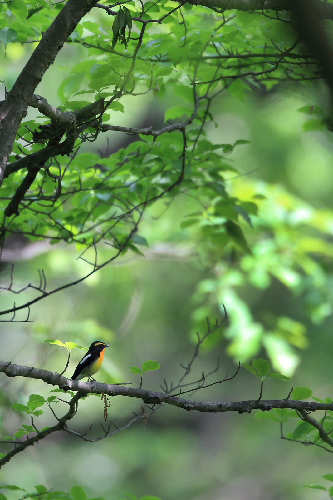 Canon EF 500mm F4L IS USM sample photo. Bird in the fresh green photography