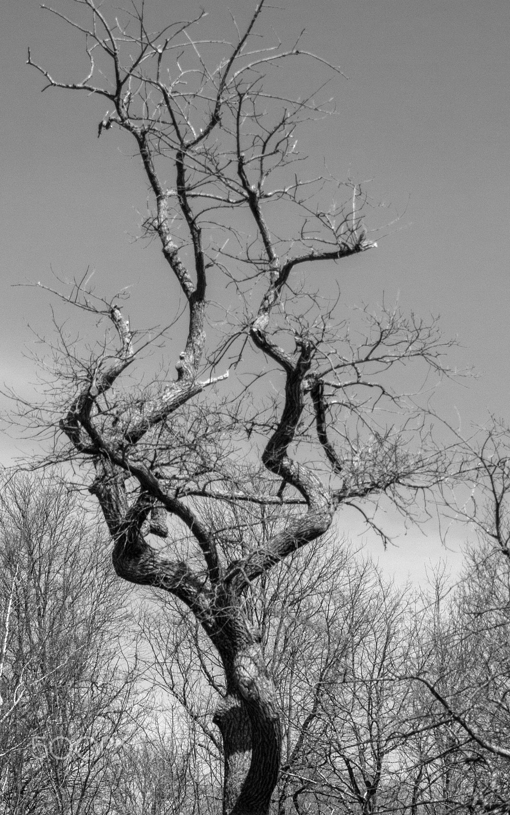 Olympus Zuiko Digital ED 70-300mm F4.0-5.6 sample photo. Twisted and bleak photography