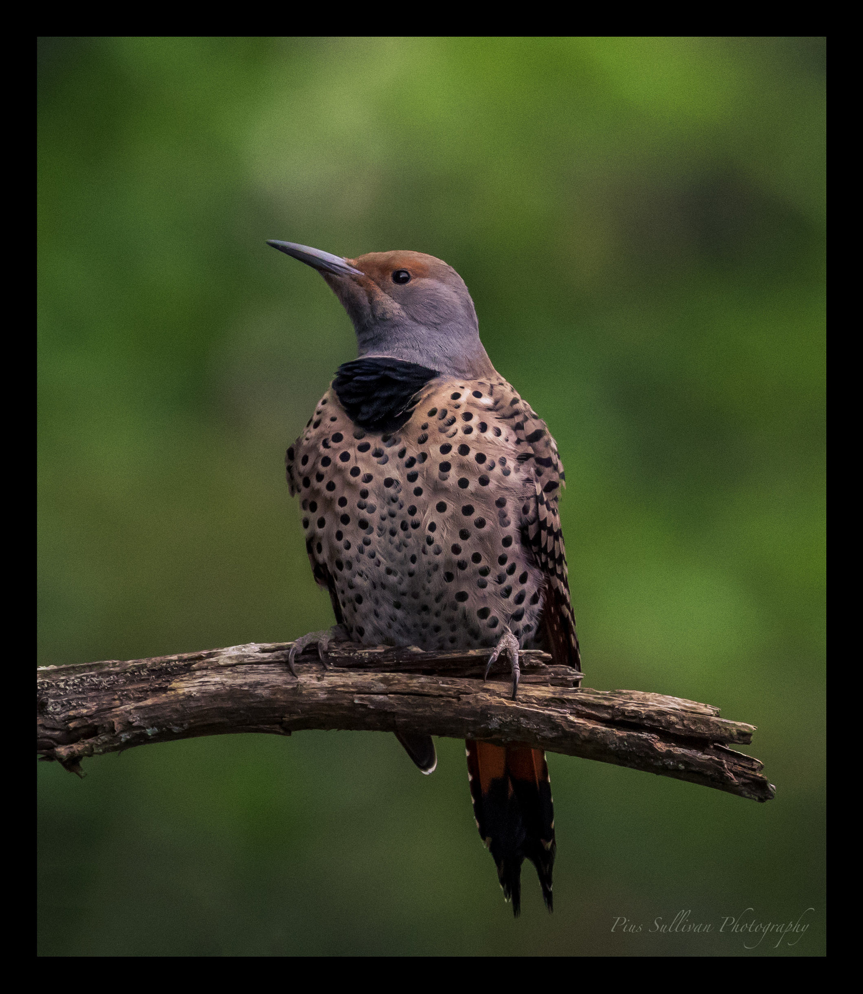 Canon EF 400mm F4 DO IS II USM sample photo. Northern flicker photography