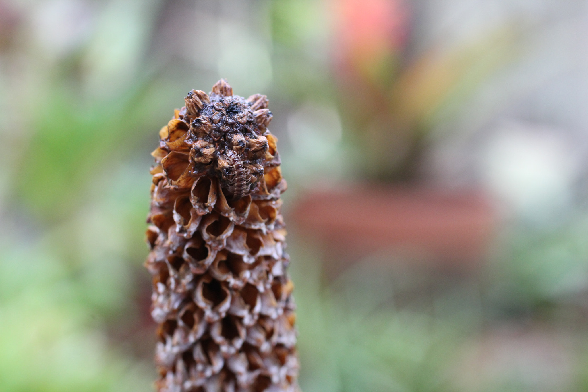 Canon EF 50mm F2.5 Macro sample photo. Decadência photography