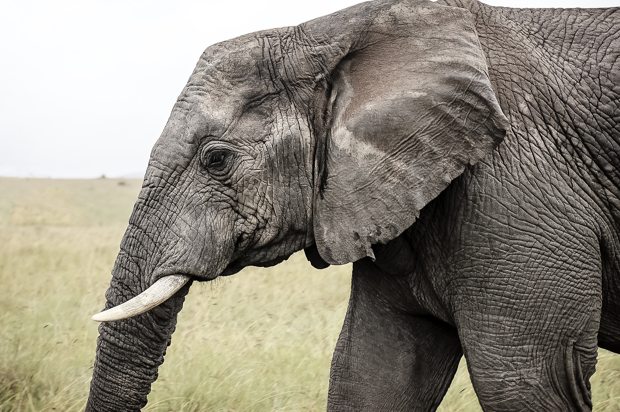 Nikon D70s sample photo. Male elephant photography